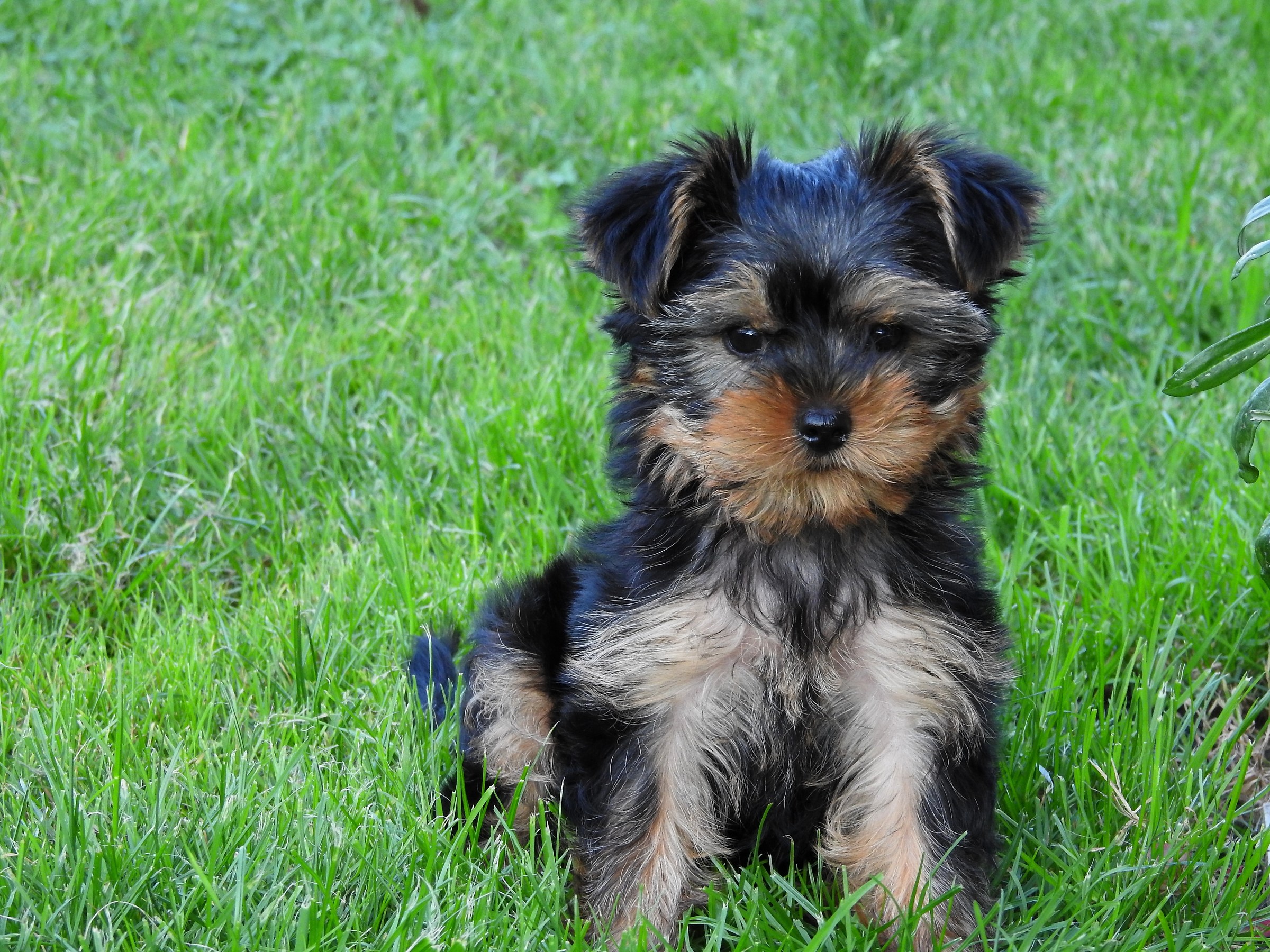 Titti, nuova arrivata.