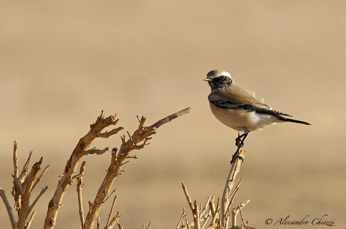 Desert Wheatear 2