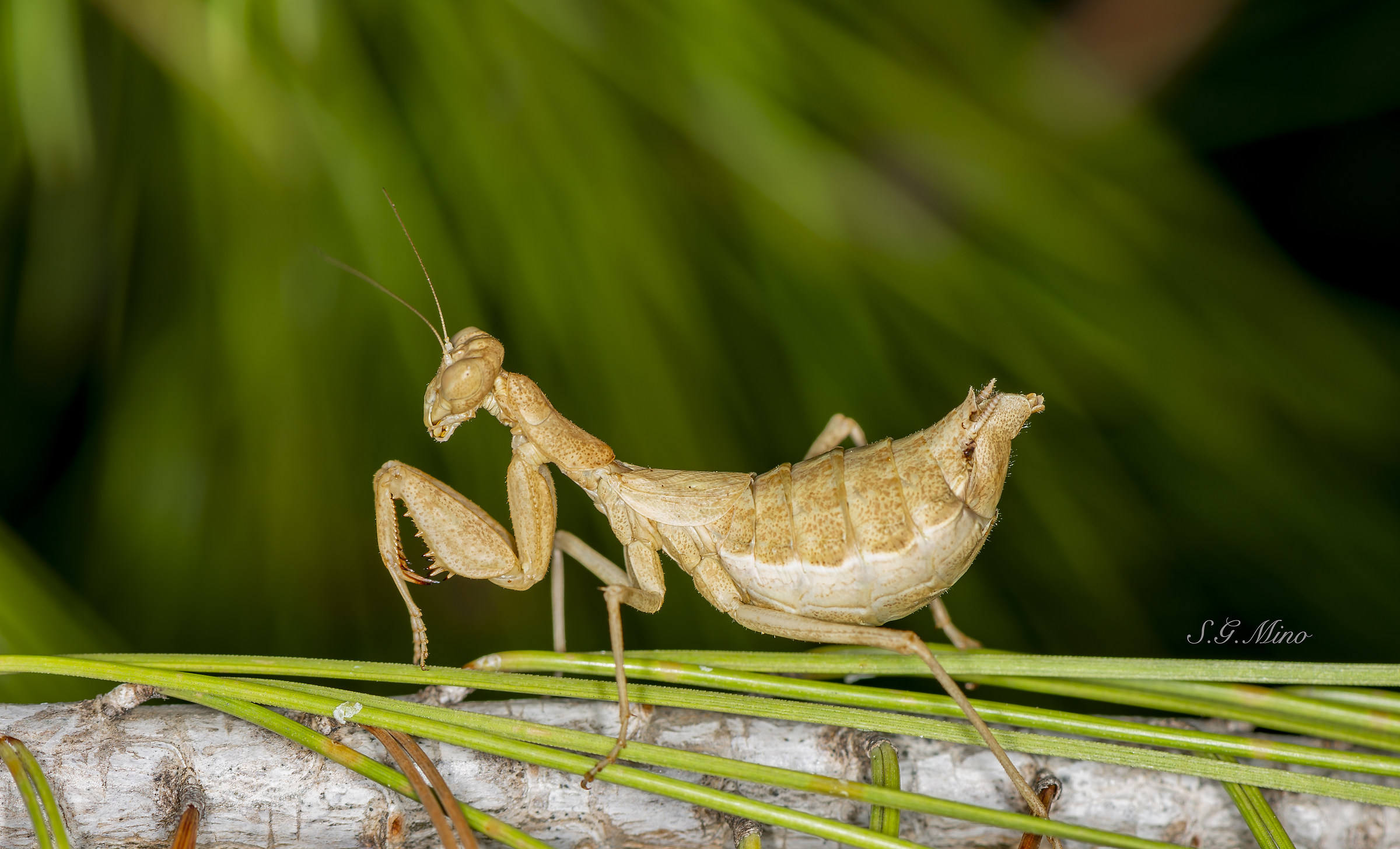 Mantide di Spallanzani !