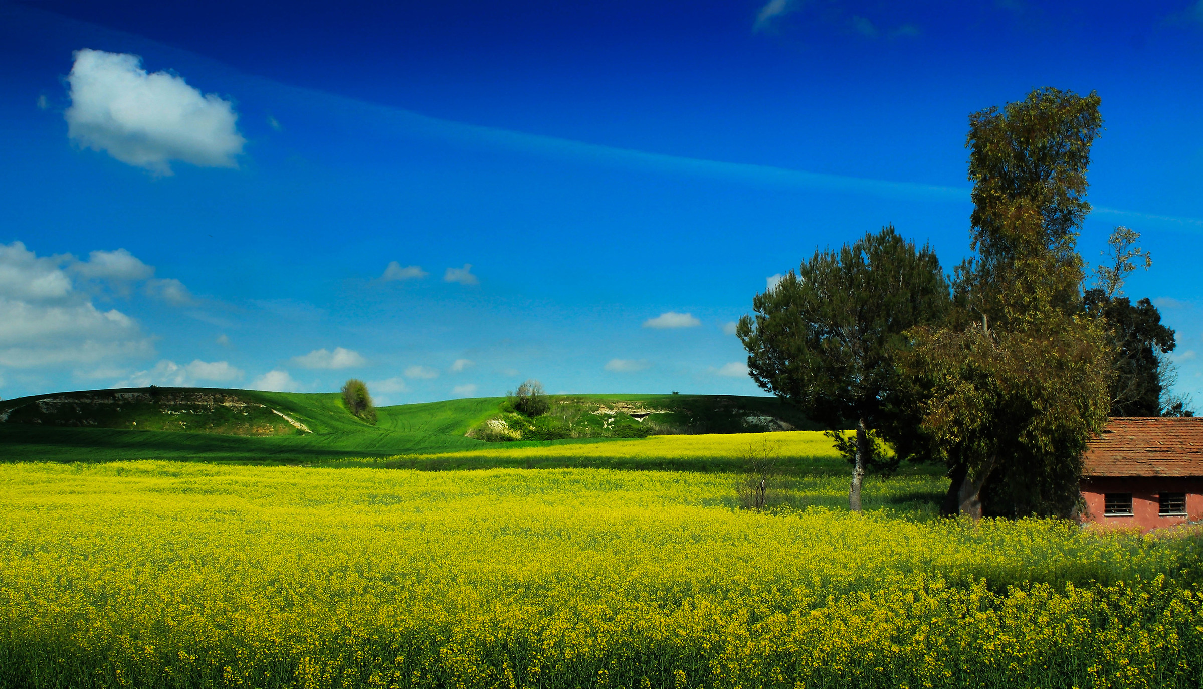 fields in bloom; Aurelia, Santa Marinella, Rome