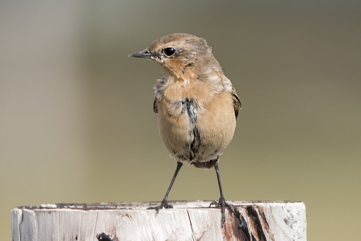 Stiaccino, Bridge of Ross, Irlanda
