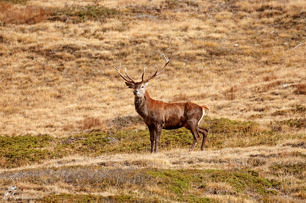 Deer - Red Deer
