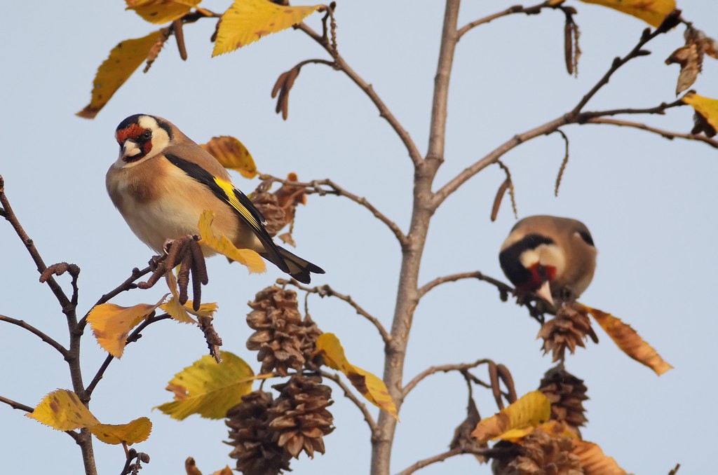 Cardellini su carpino