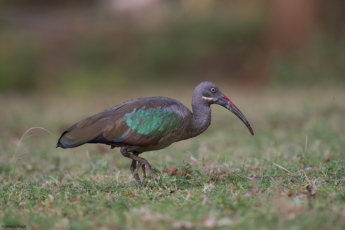 The Ibis of the lodge..