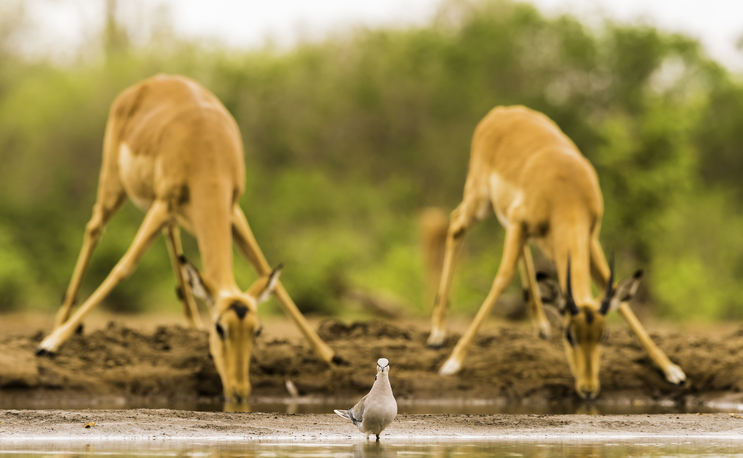 Turtledove at the stake