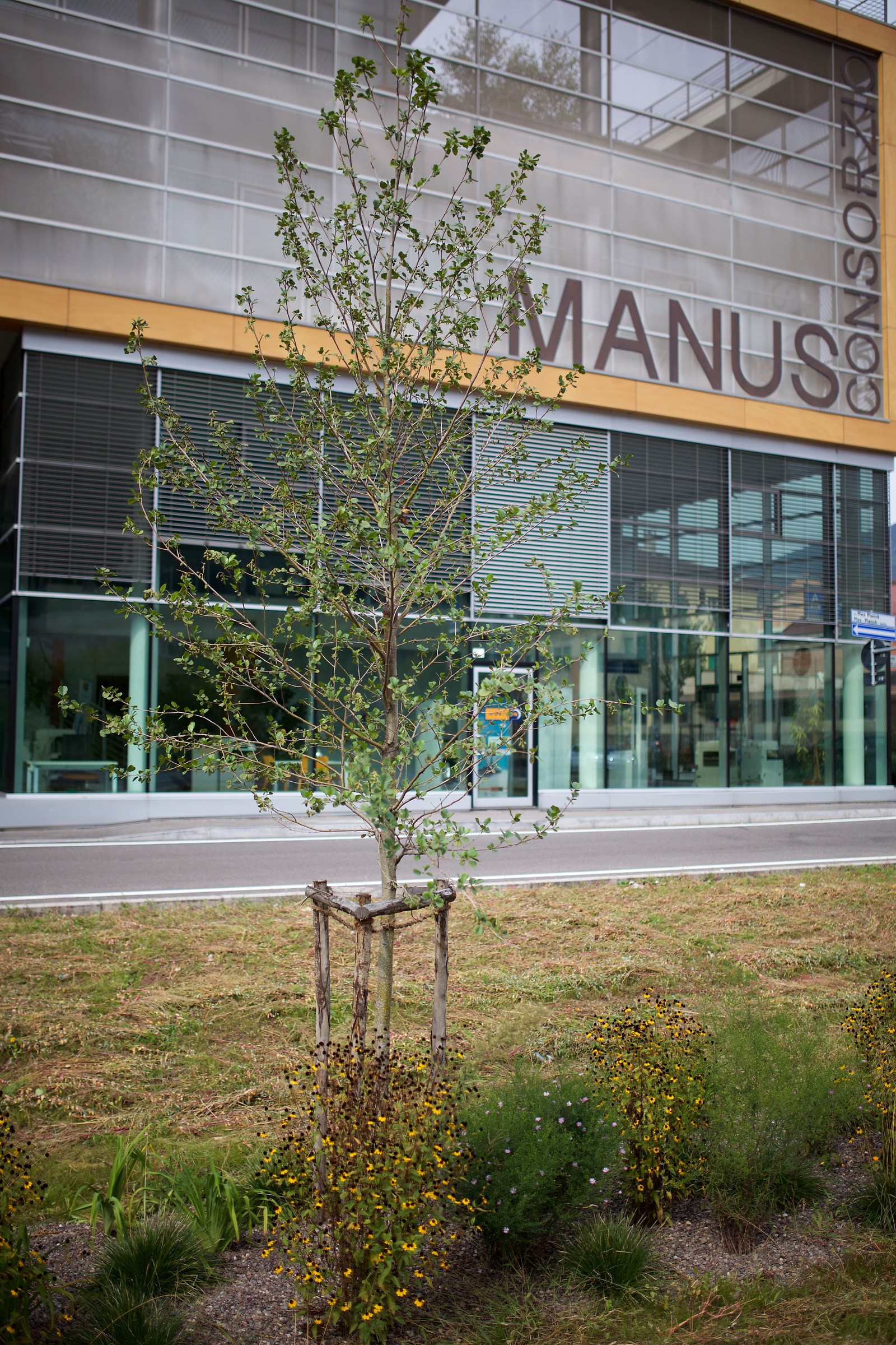 Tree with human elements