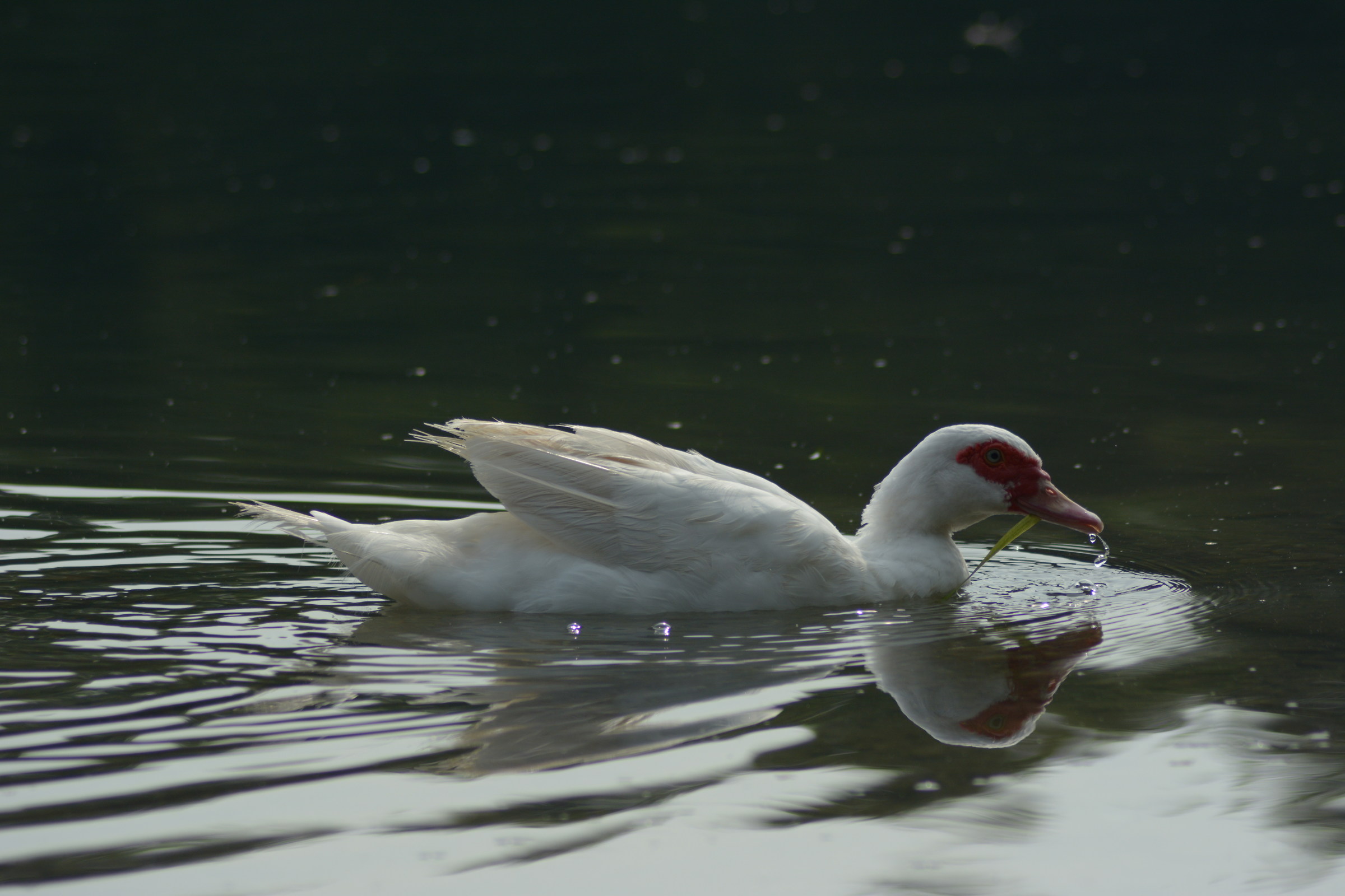 Duck on River