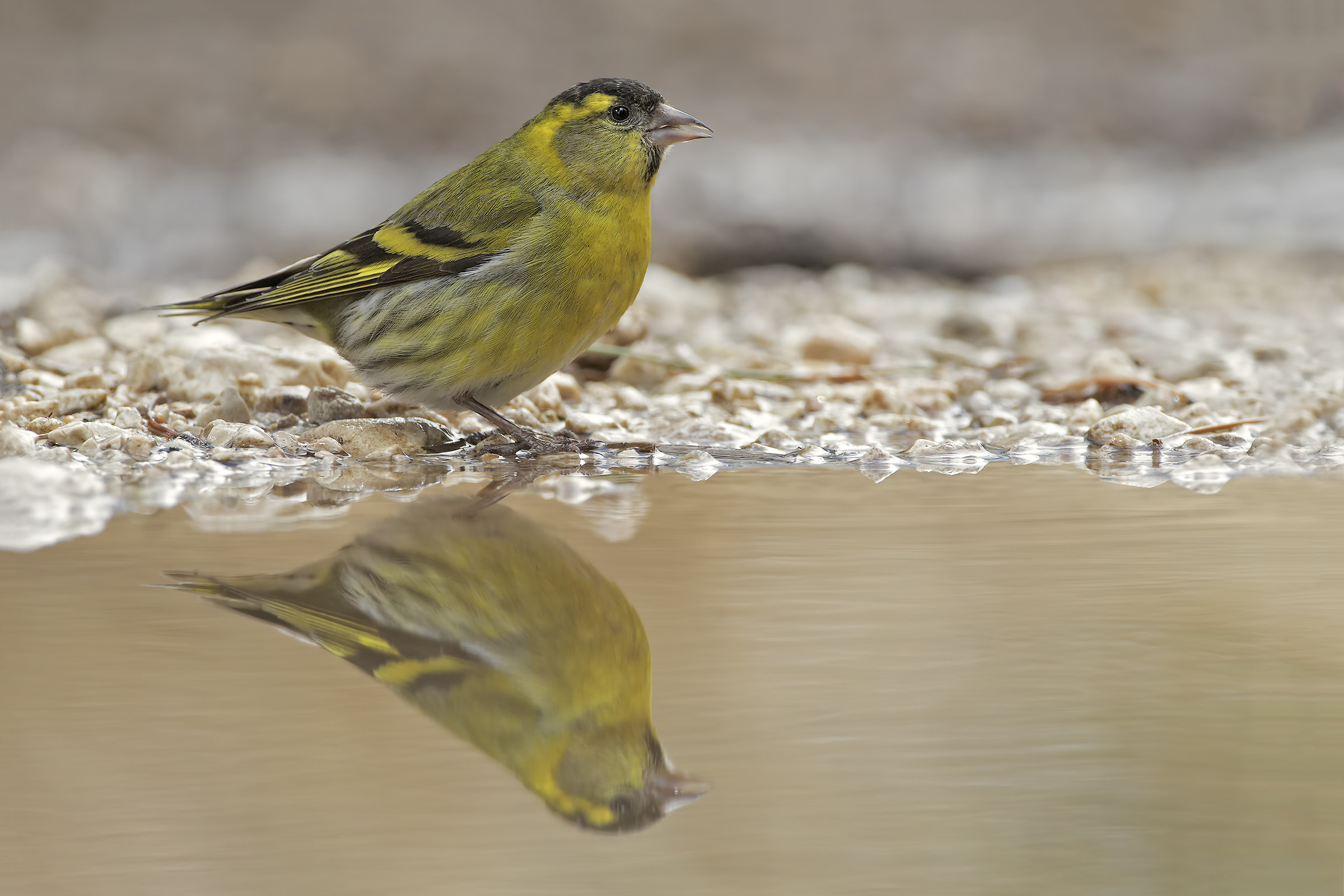 Siskin
