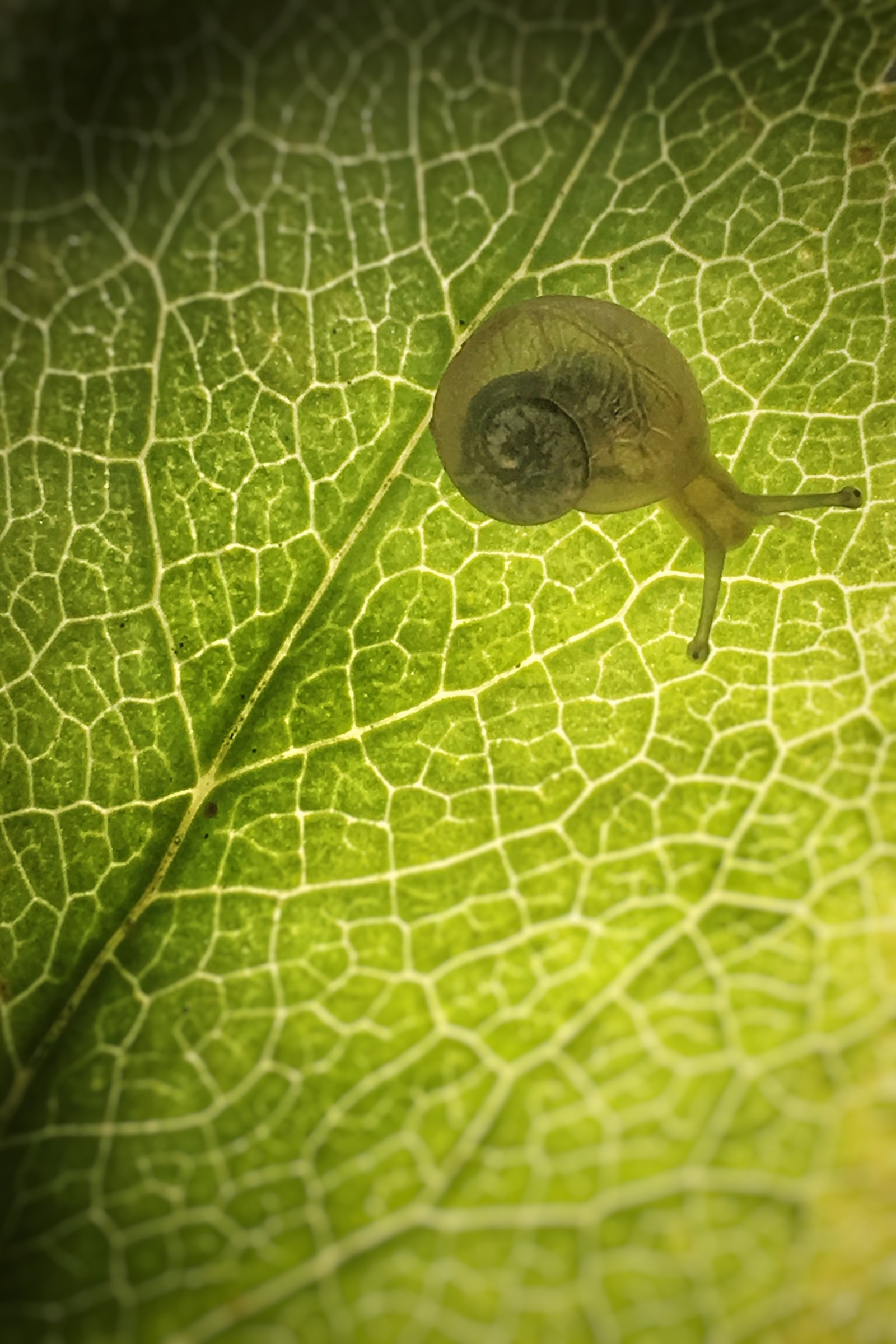 Transparent snail