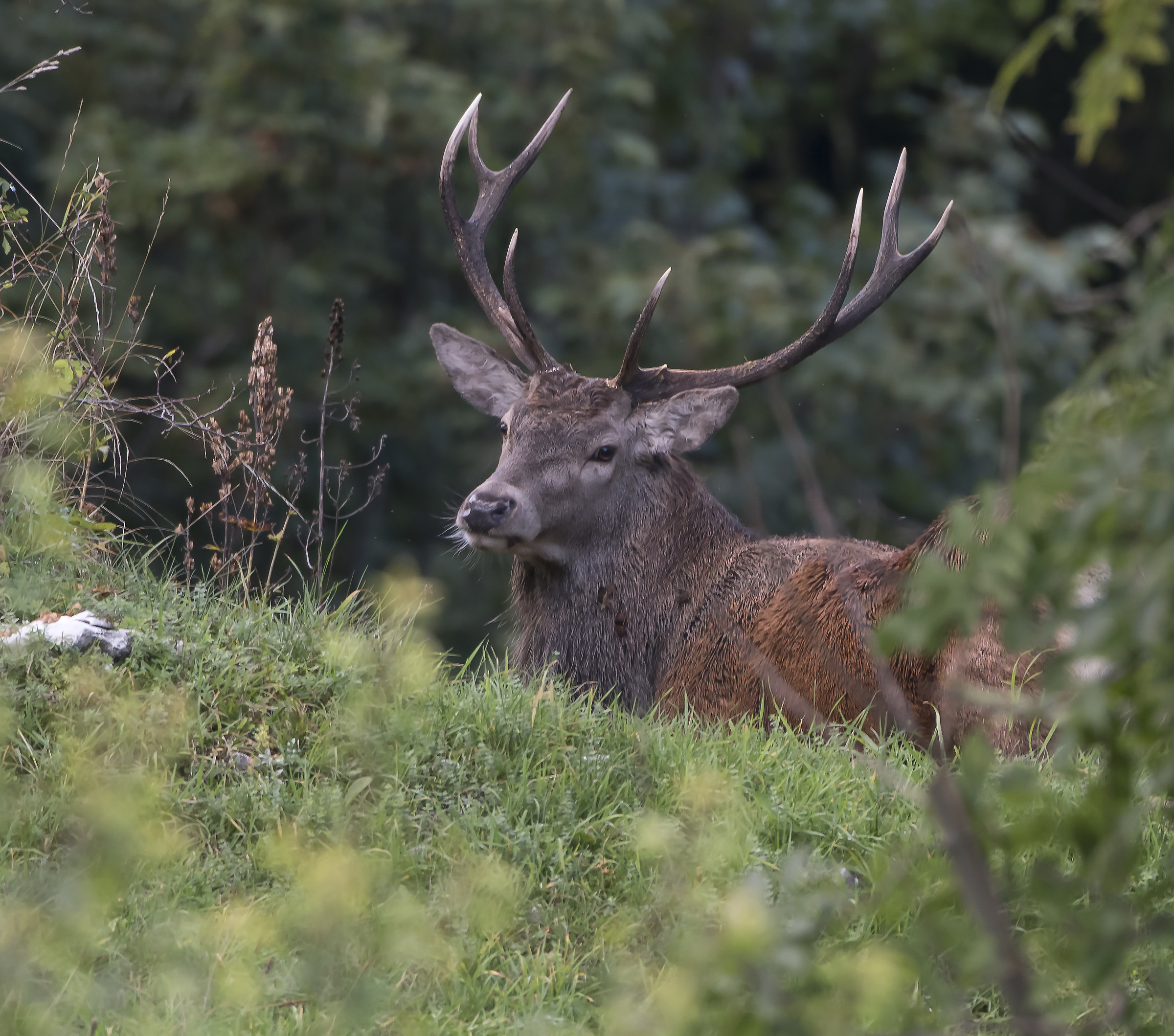 The King of the Forest