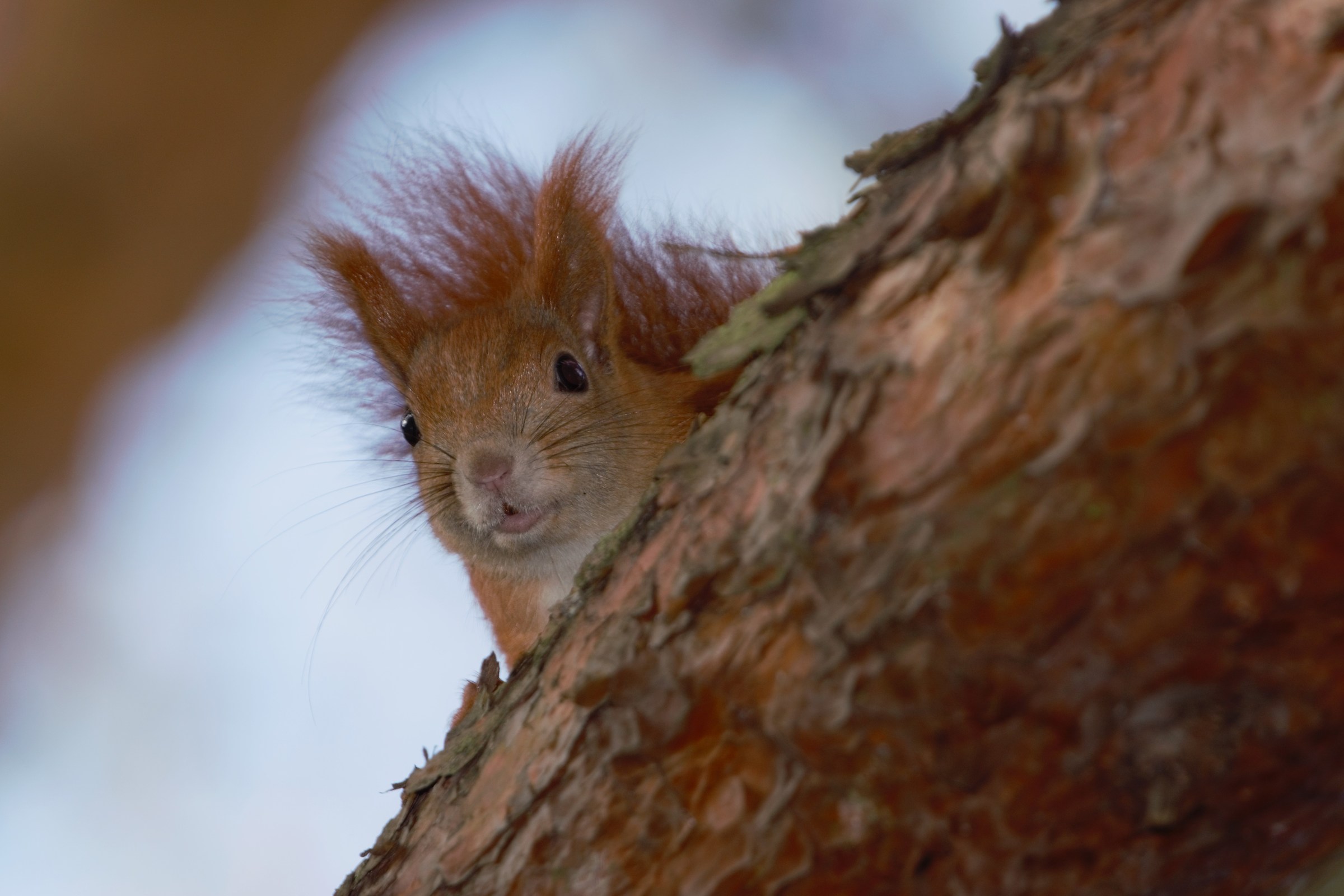 Scoiattolo rosso (Sciurus vulgaris)