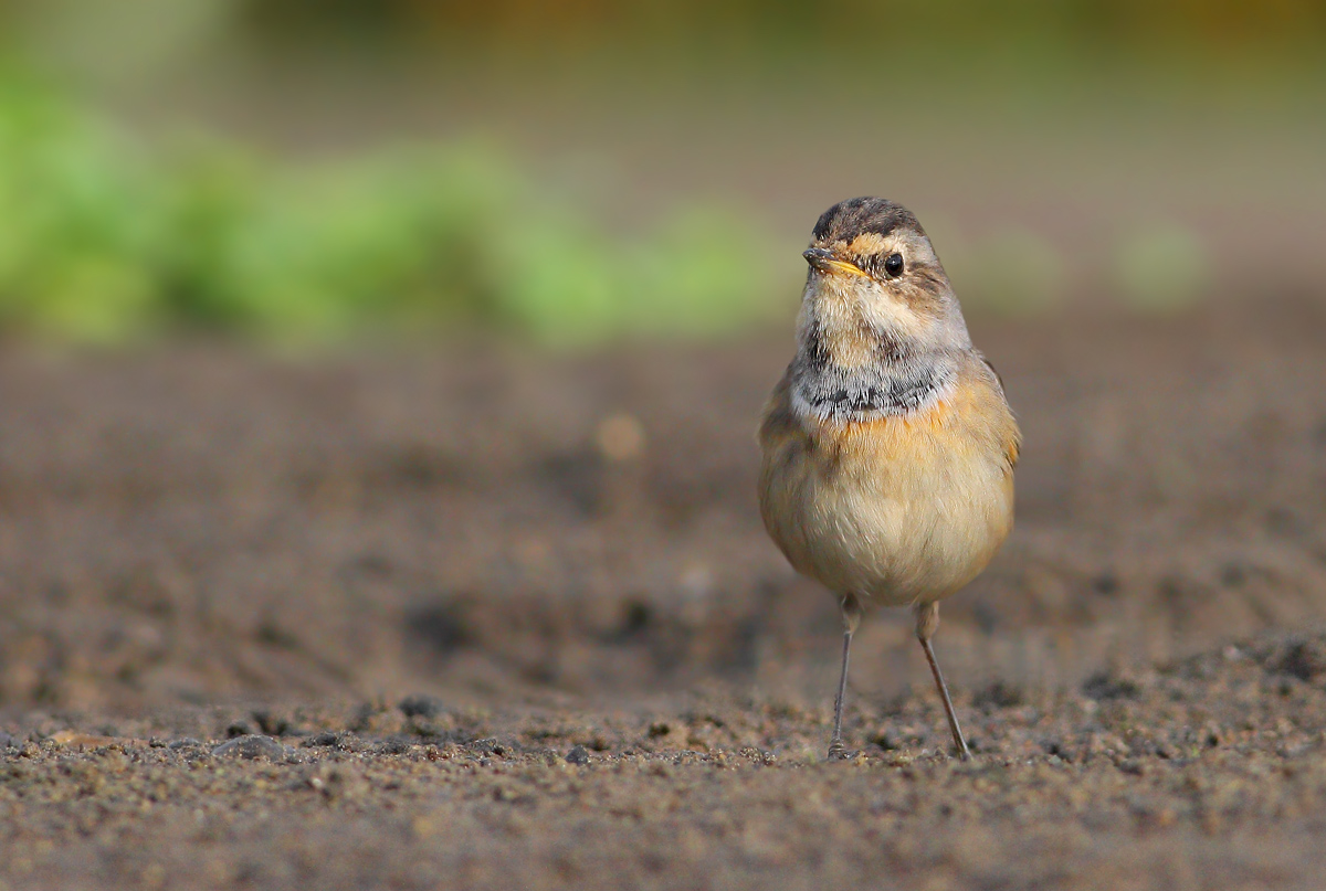 Bluethroat
