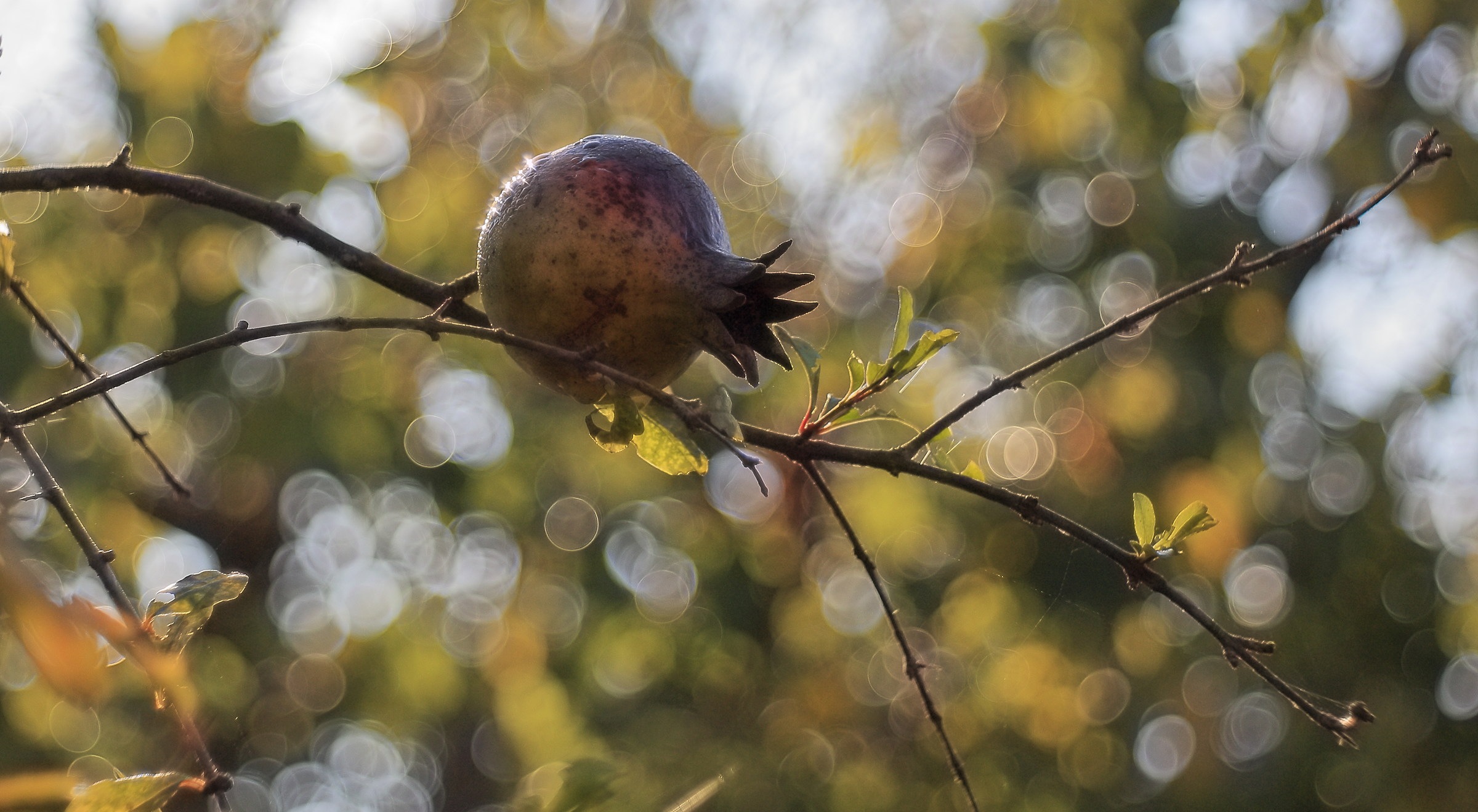Early autumn pomegranate, Domiplan 50mm f2.8