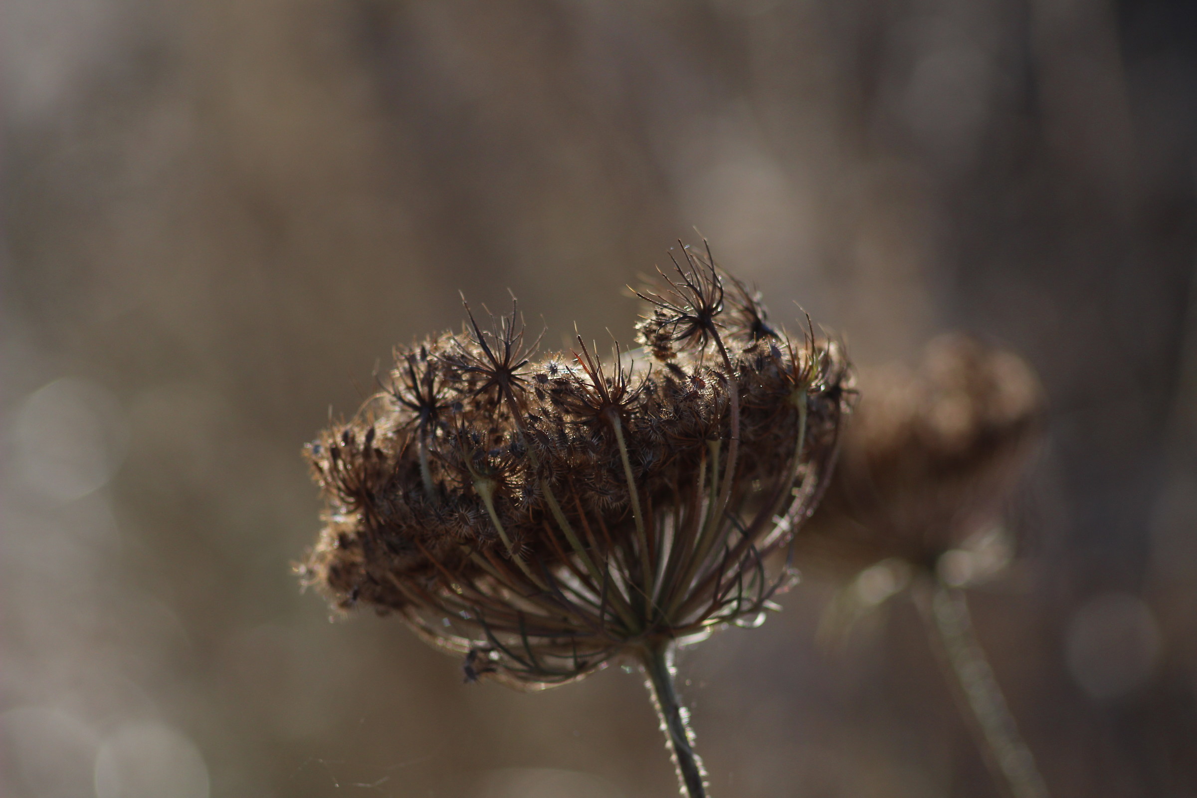 Wild Herbs, Zeiss J sonnar 135mm f3.5