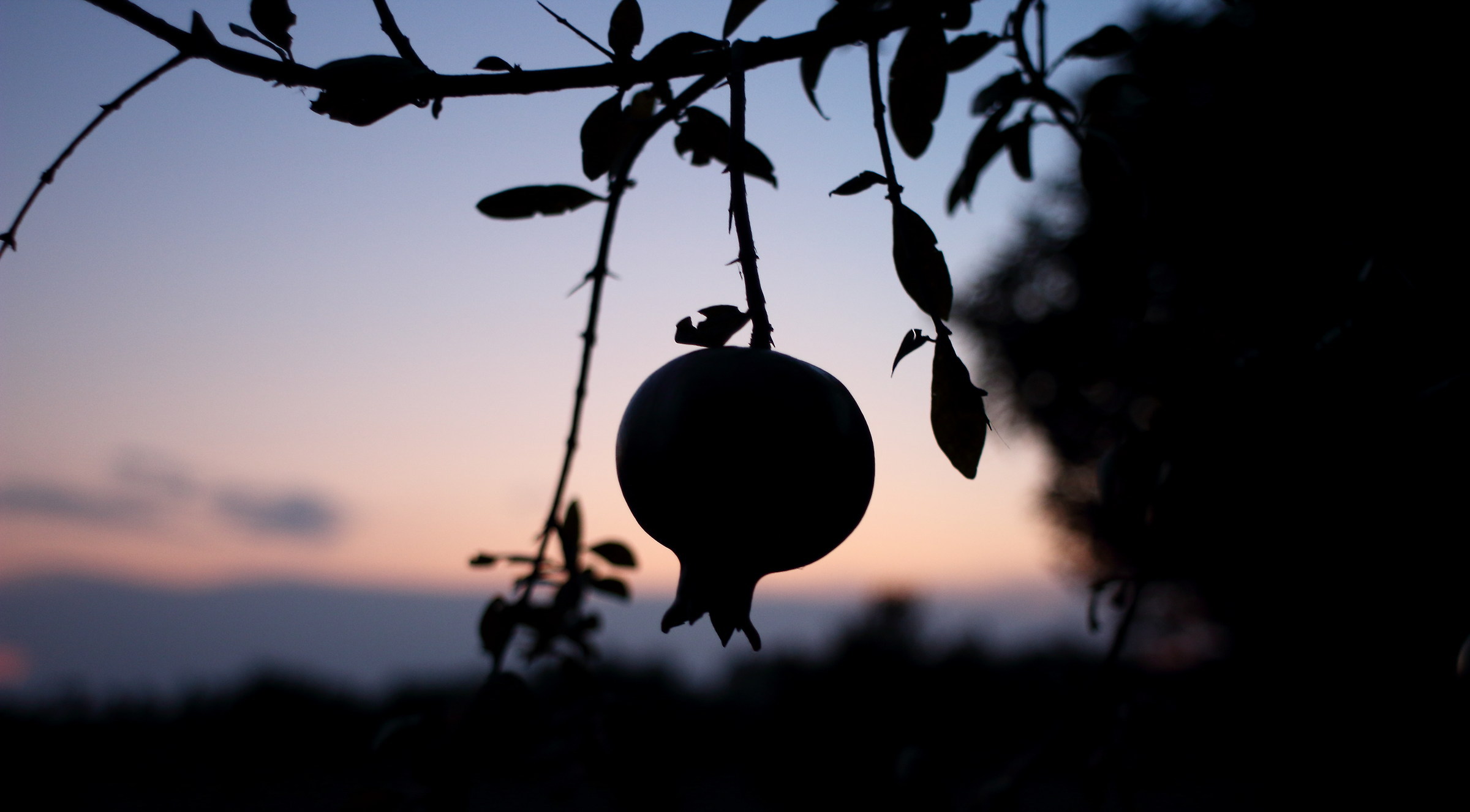 Silhouette at dusk, Yashica 28mm f2.8