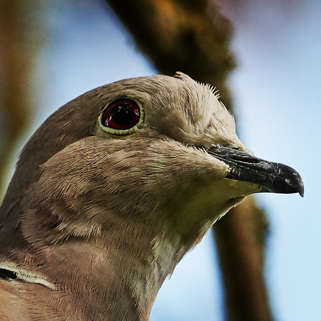 Colletto eurasiatico colomba