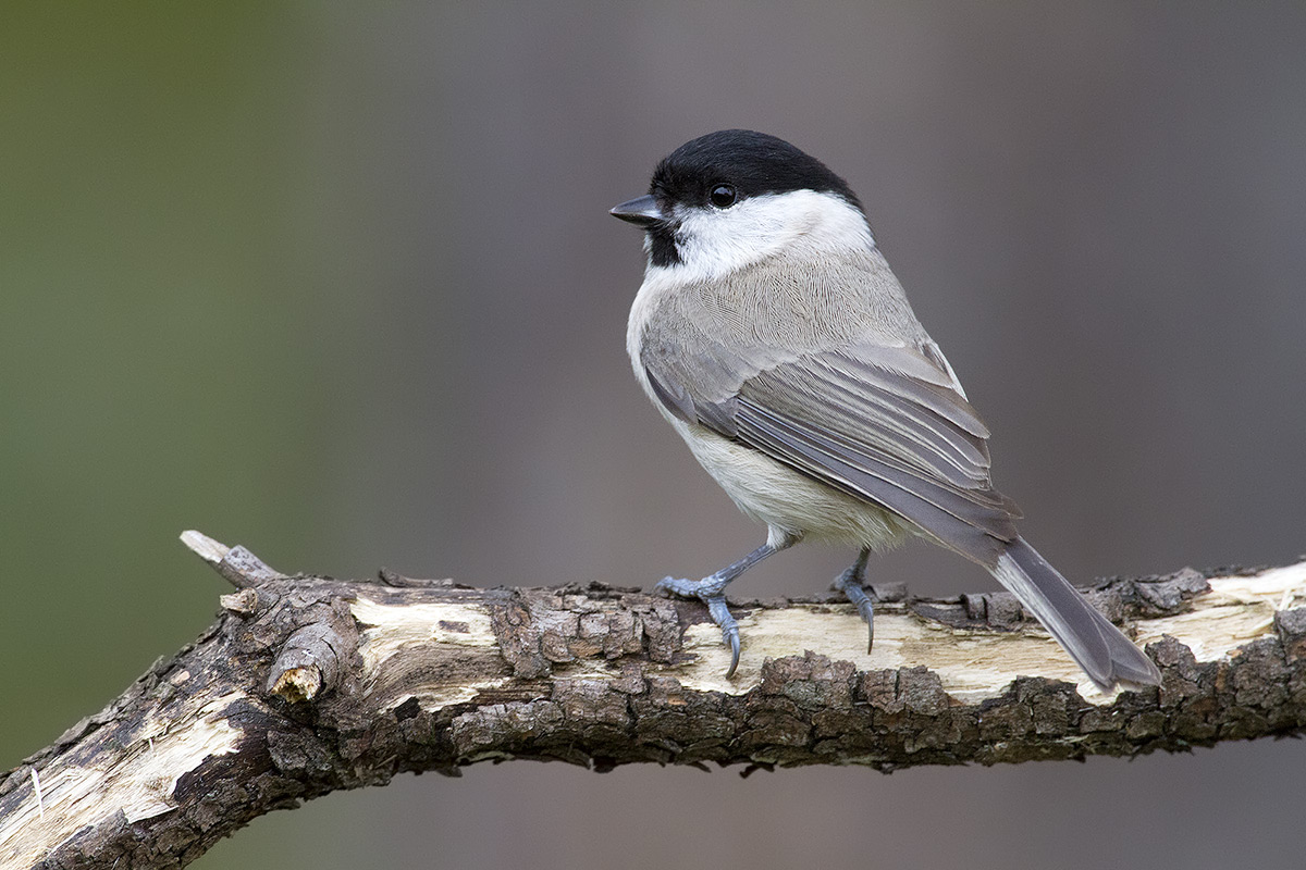 Marsh Tit