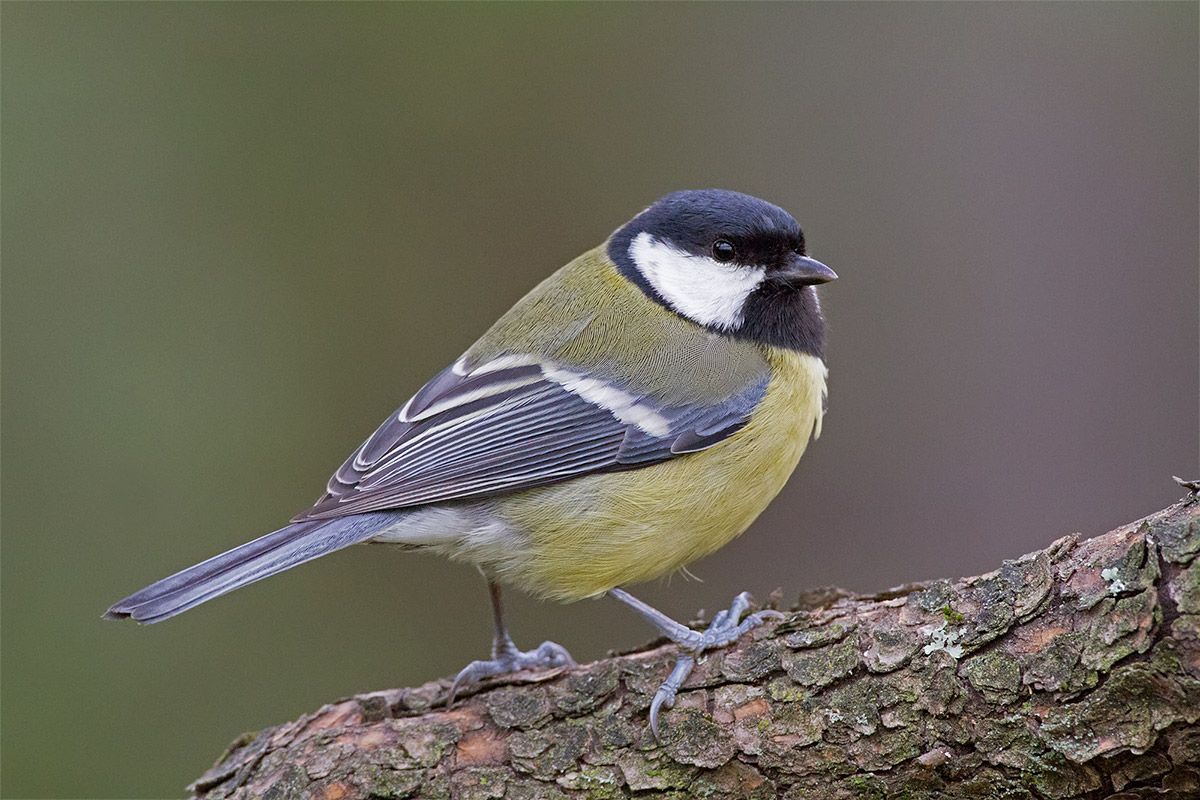 Great Tit
