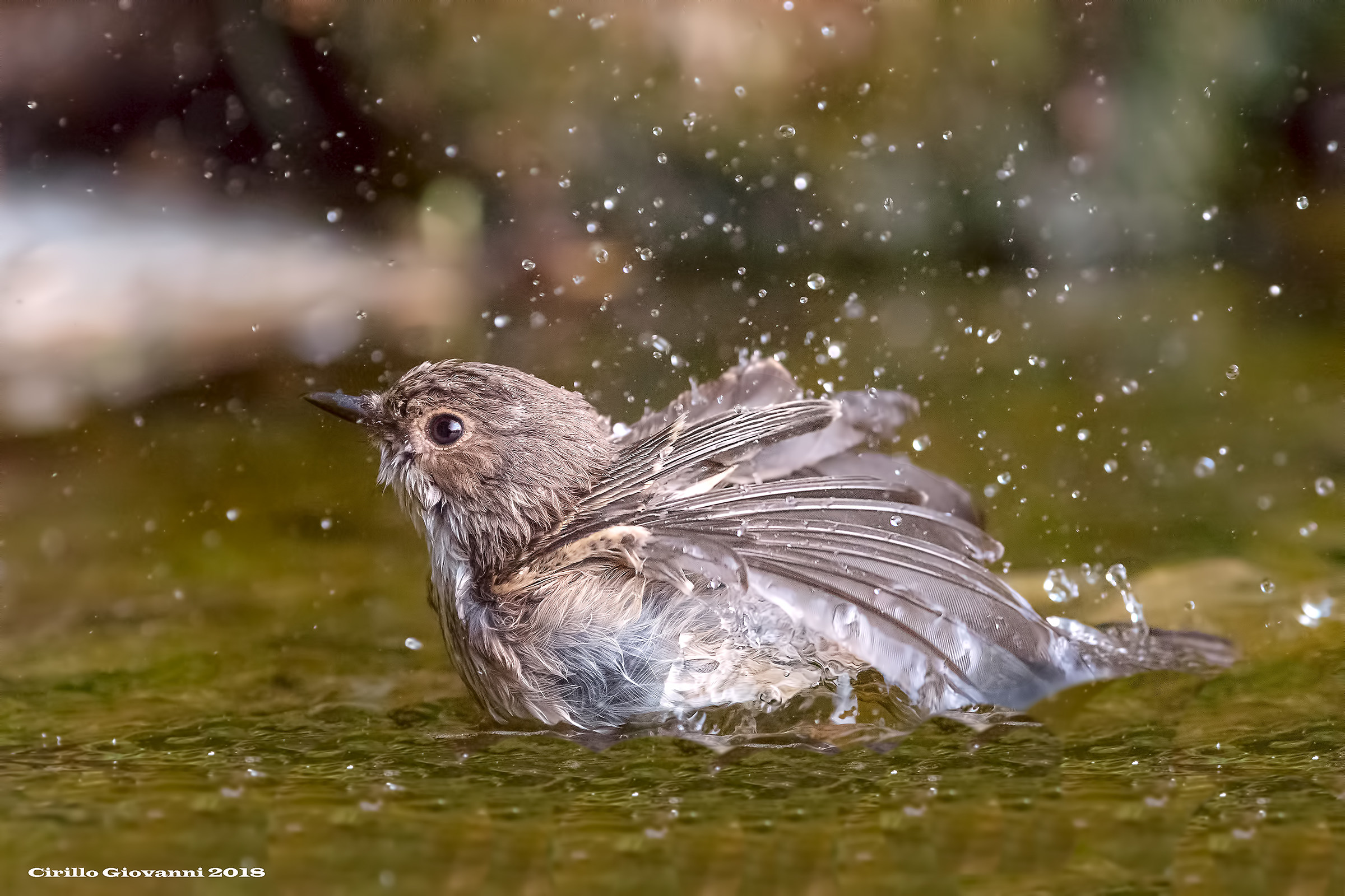 Il pigliamosche ci concede un bagno uno spettacolo