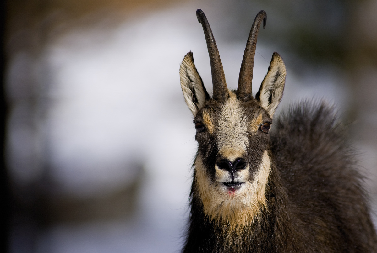 Chamois