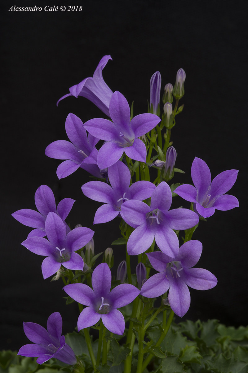 Le campanelle di mia mamma 3427