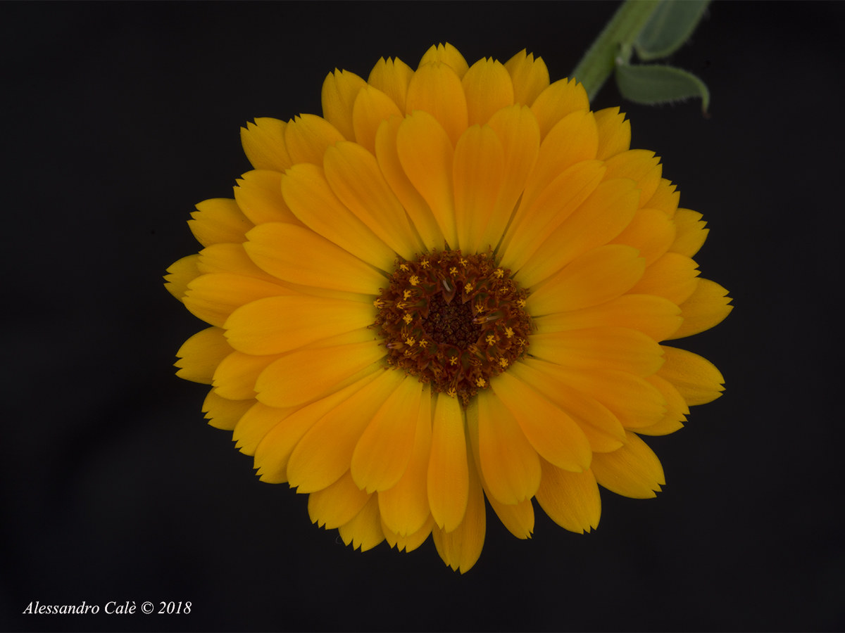 Calendula officinalis (Calendula) 3416