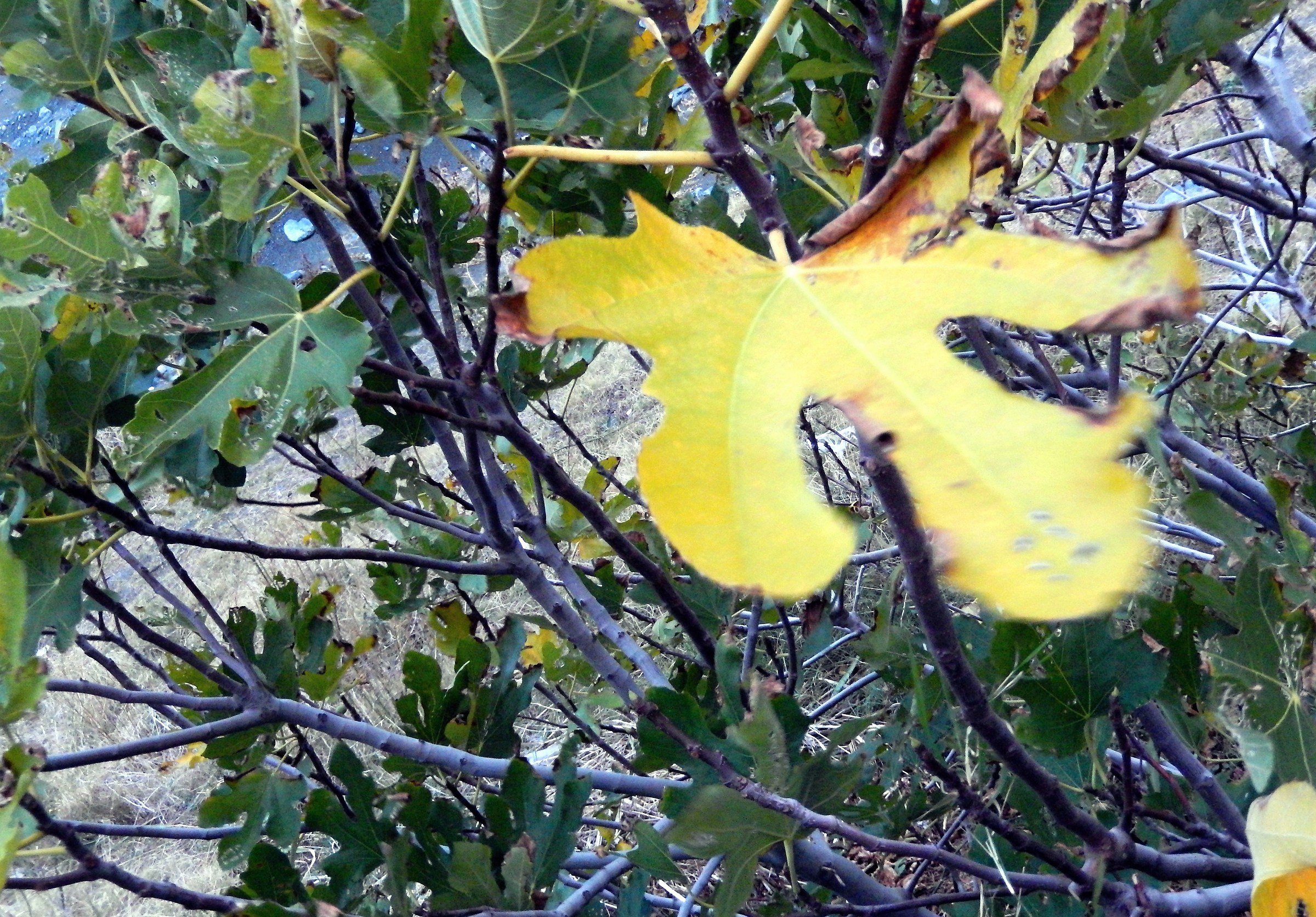 The tremulous hand..