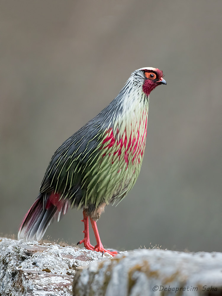 Blood pheasant
