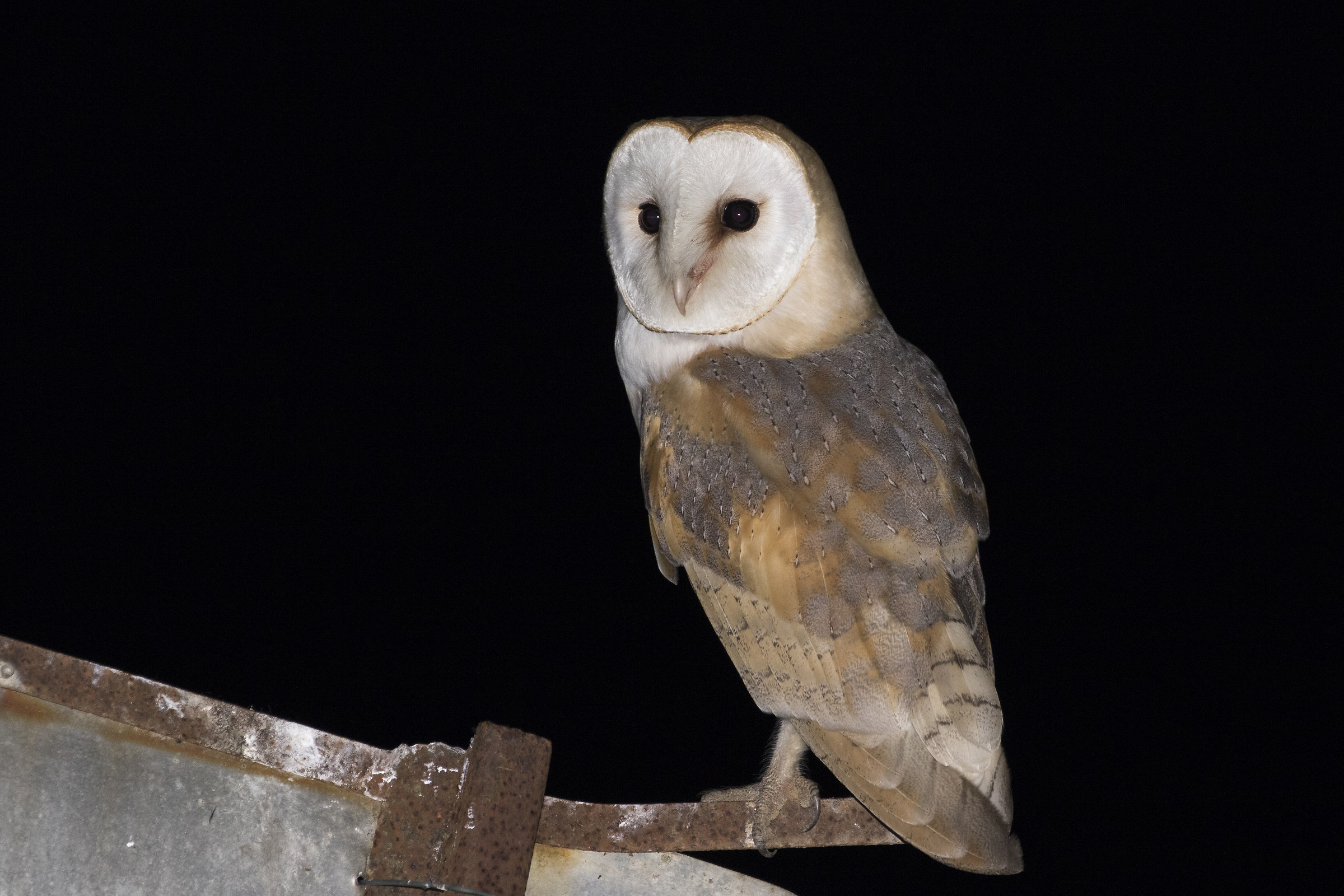Barbagianni, Tyto Alba