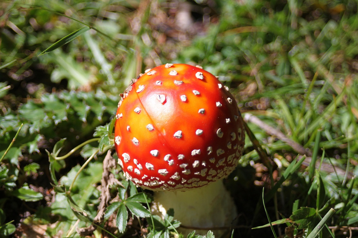 Amantia Muscaria