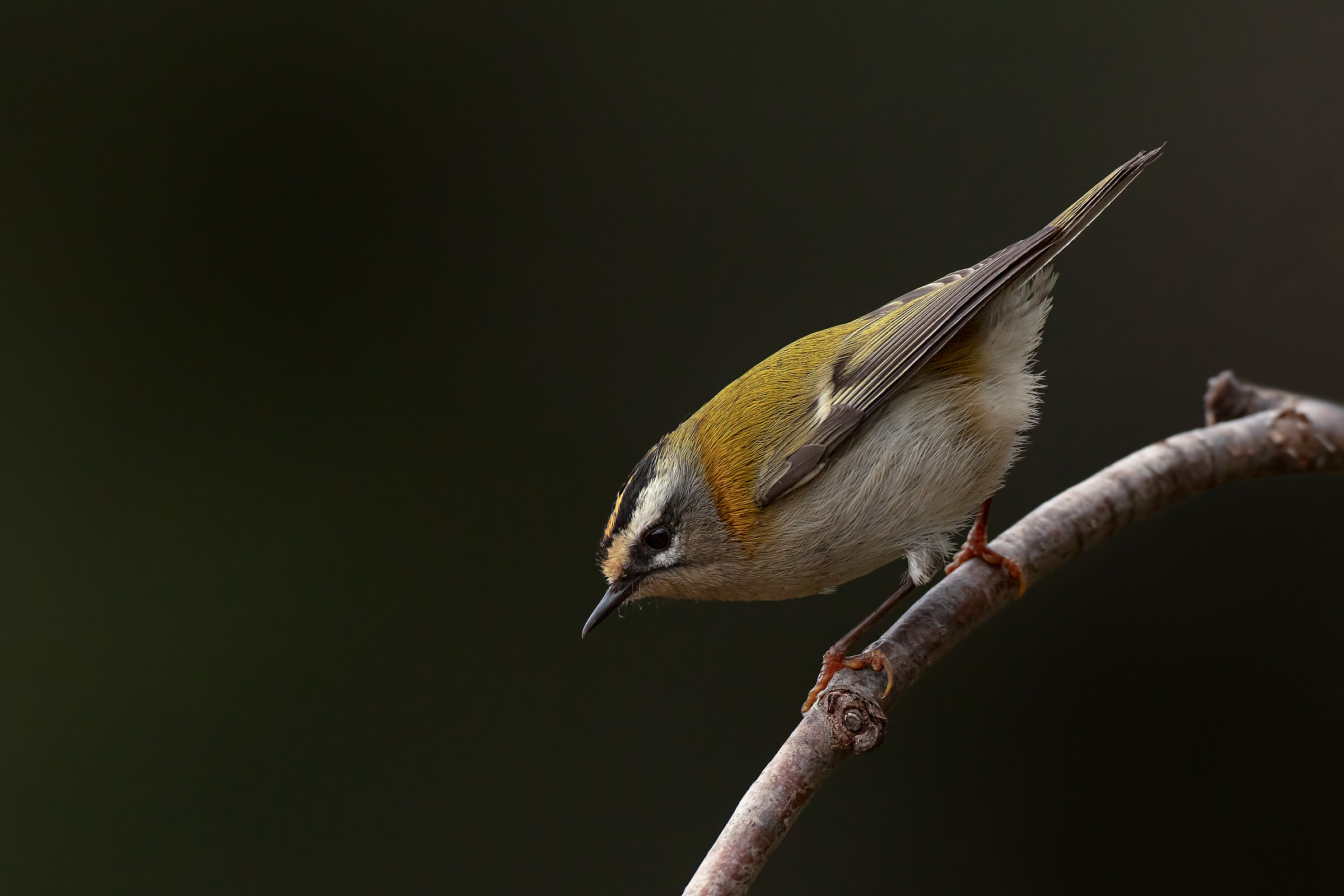 Fiorrancino (Regulus ignicapillus)