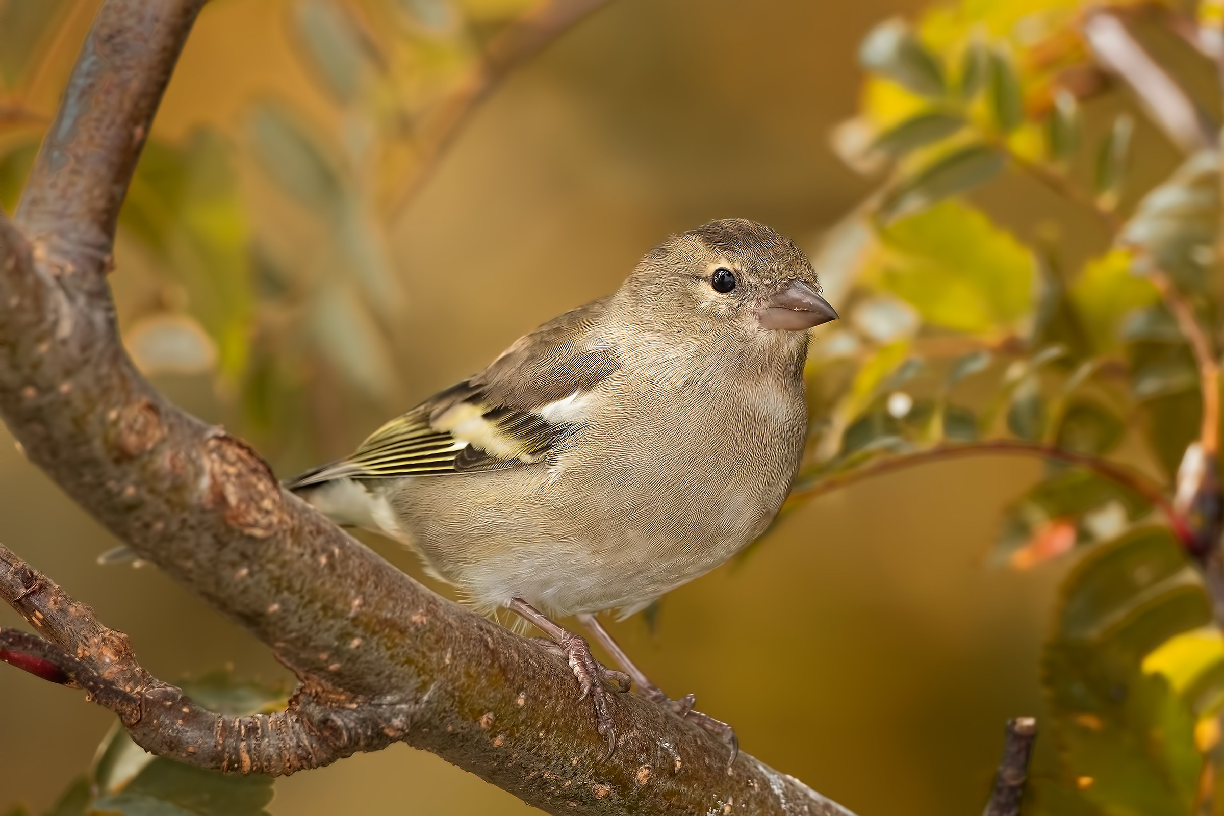 Fringuello (Fringilla coelebs)