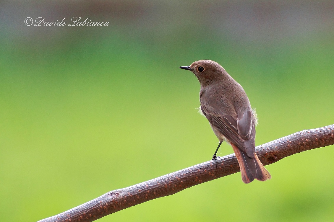 Black Redstart