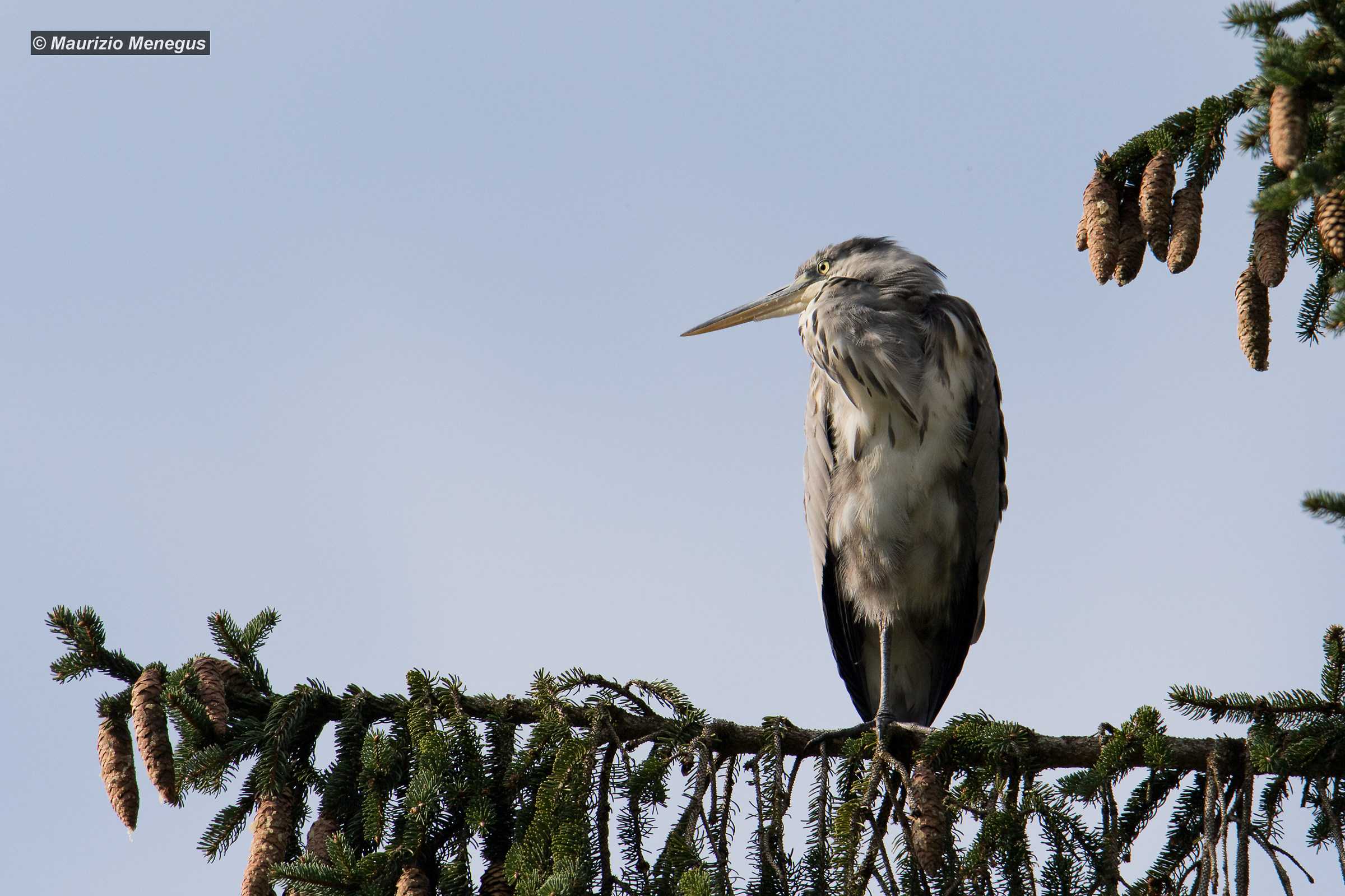 Grey Heron on Fir