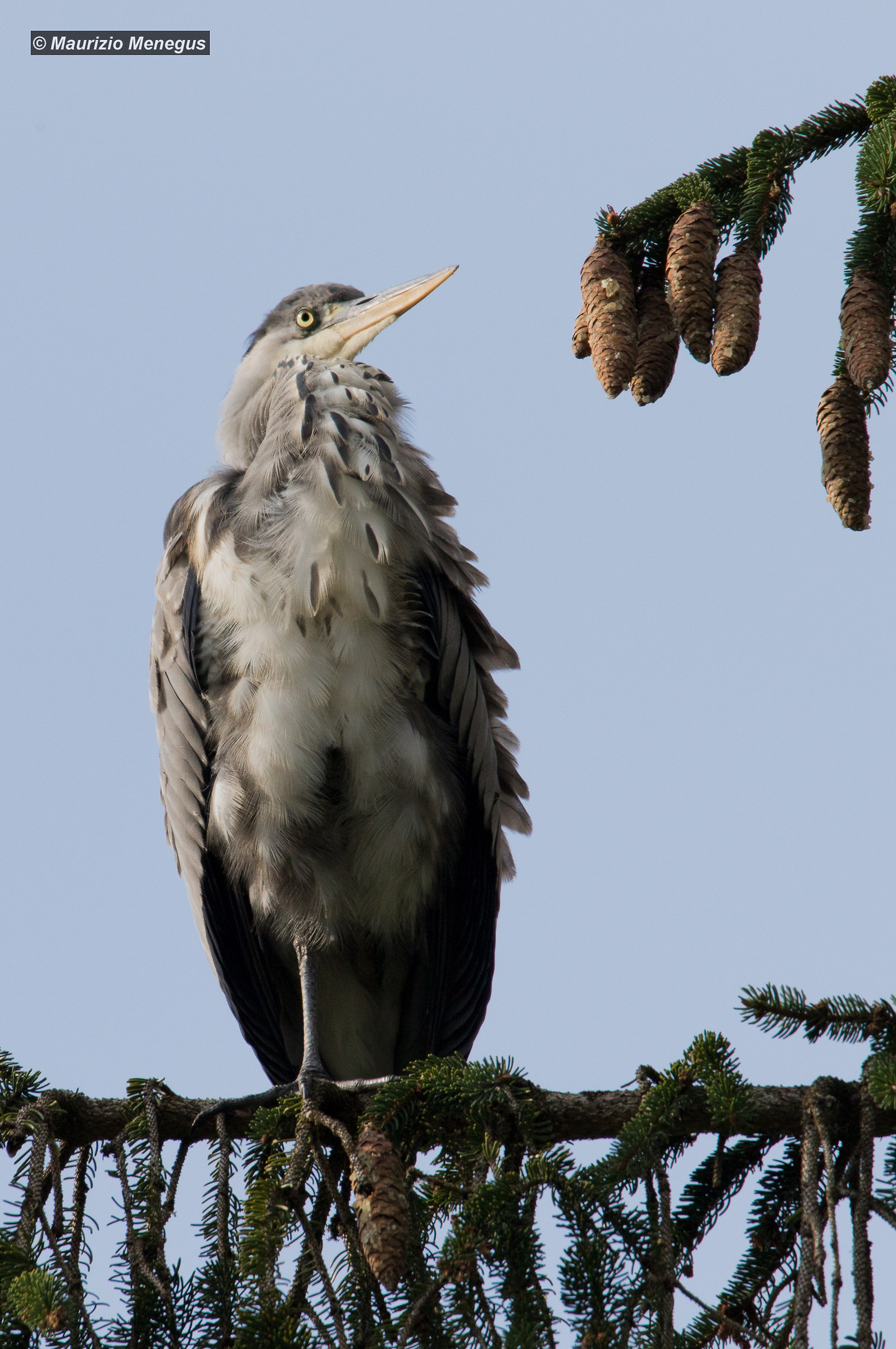 Grey Heron on FIR (vertical)