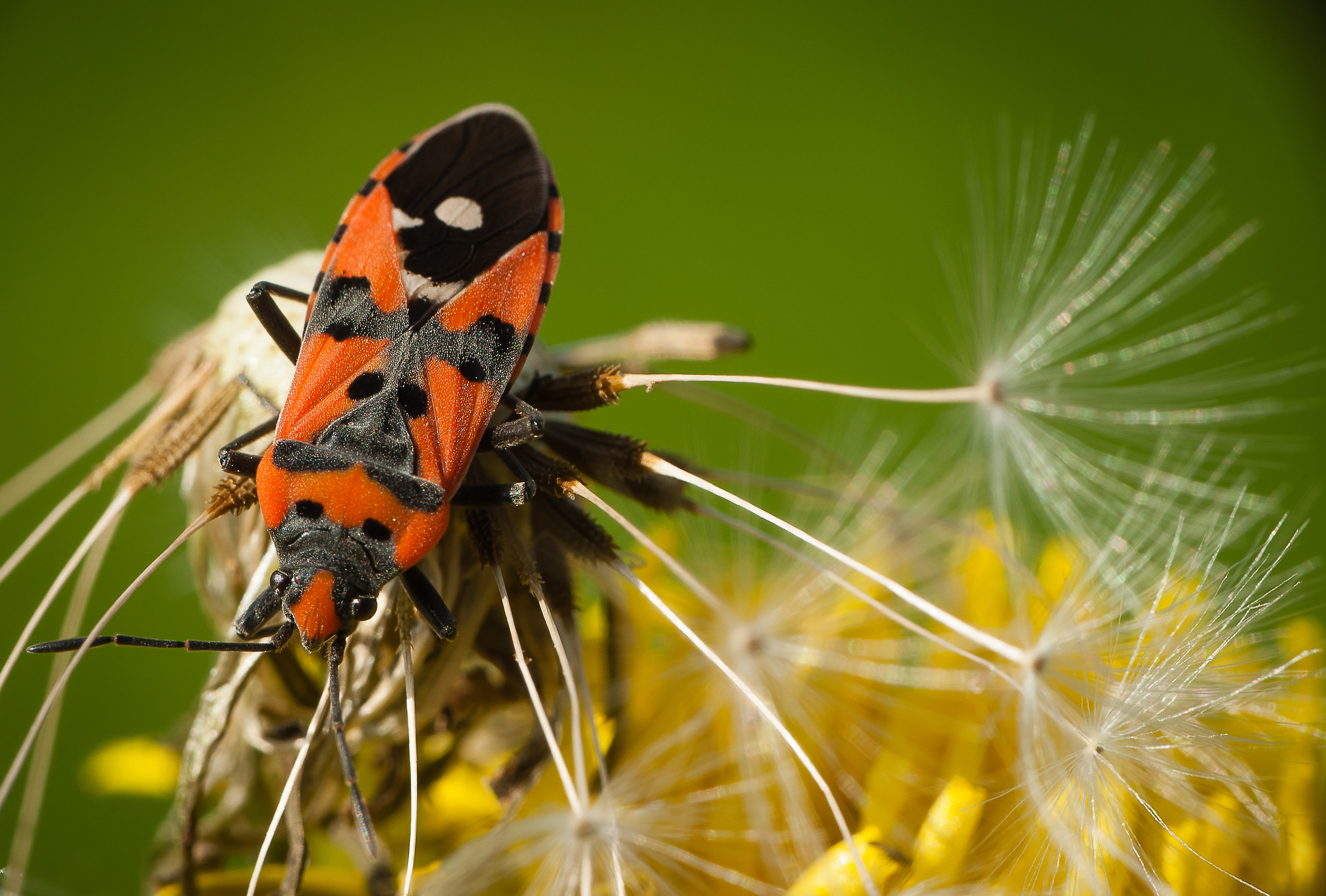 Spilostethus pandurus.