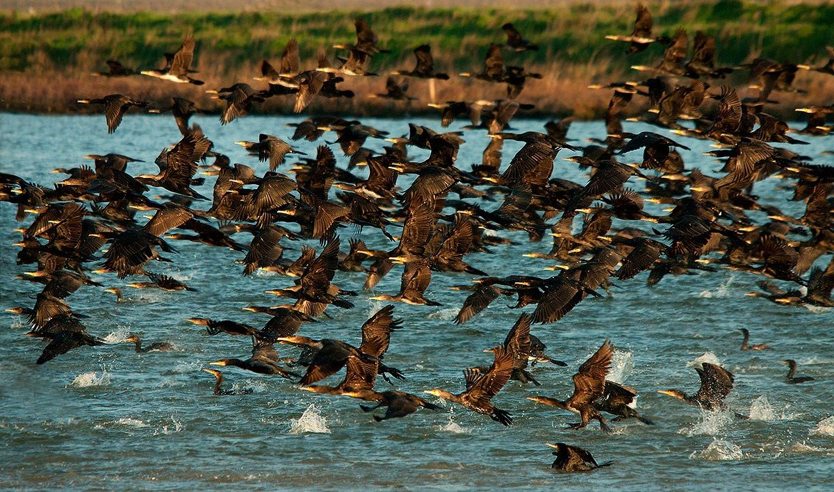 The assault of cormorants