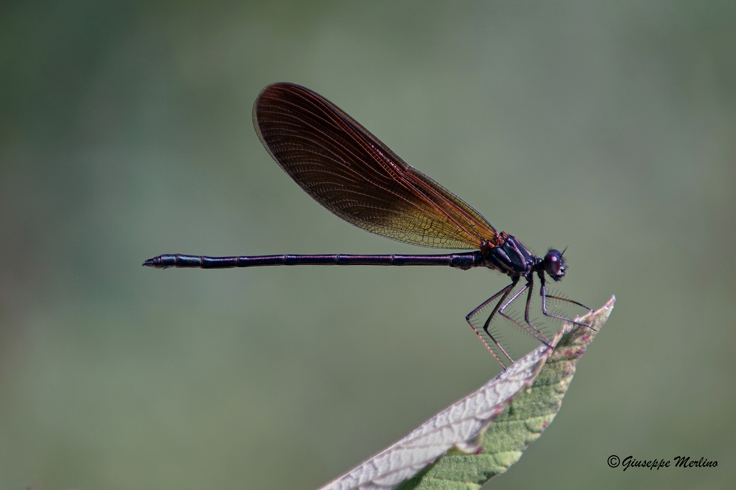 Calopteryx haemorrhoidalis