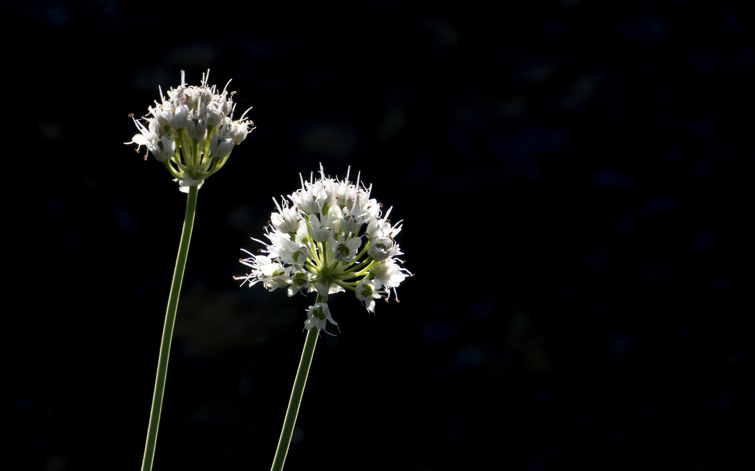 Aglio selvatico_monte Figne