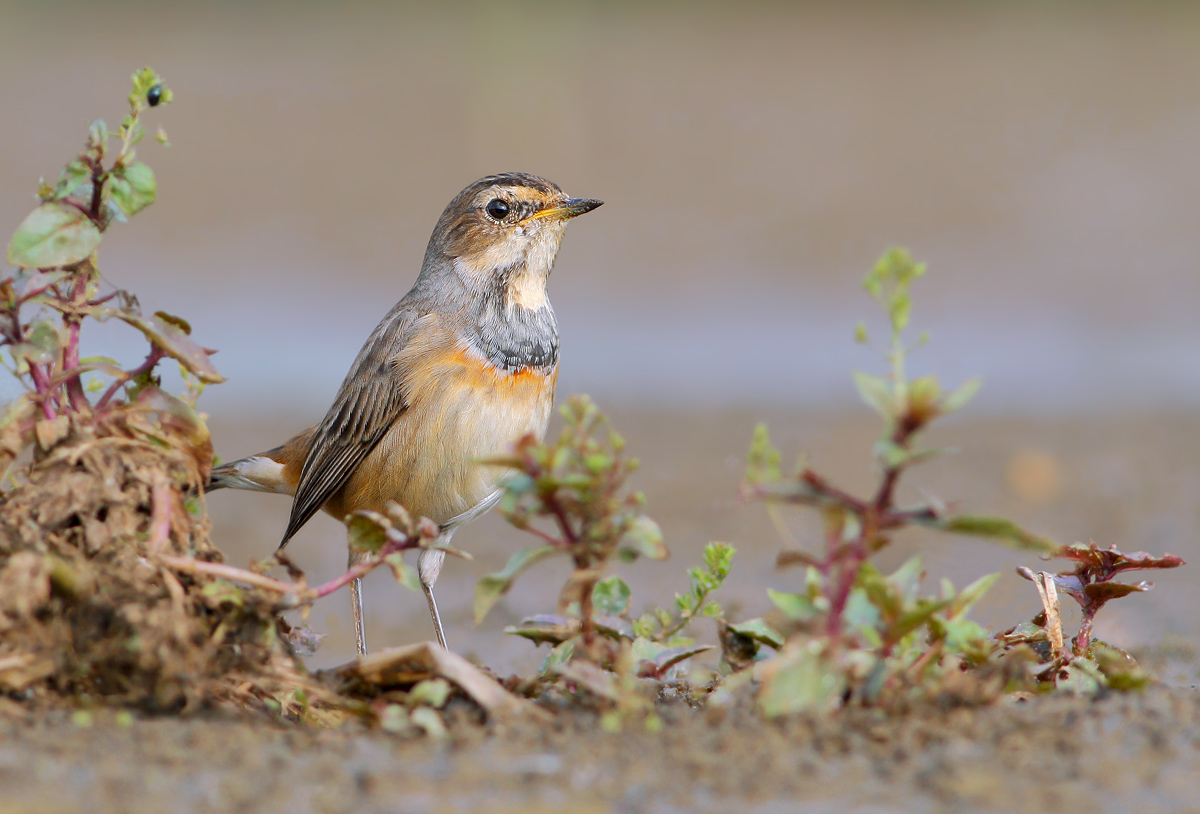 Bluethroat