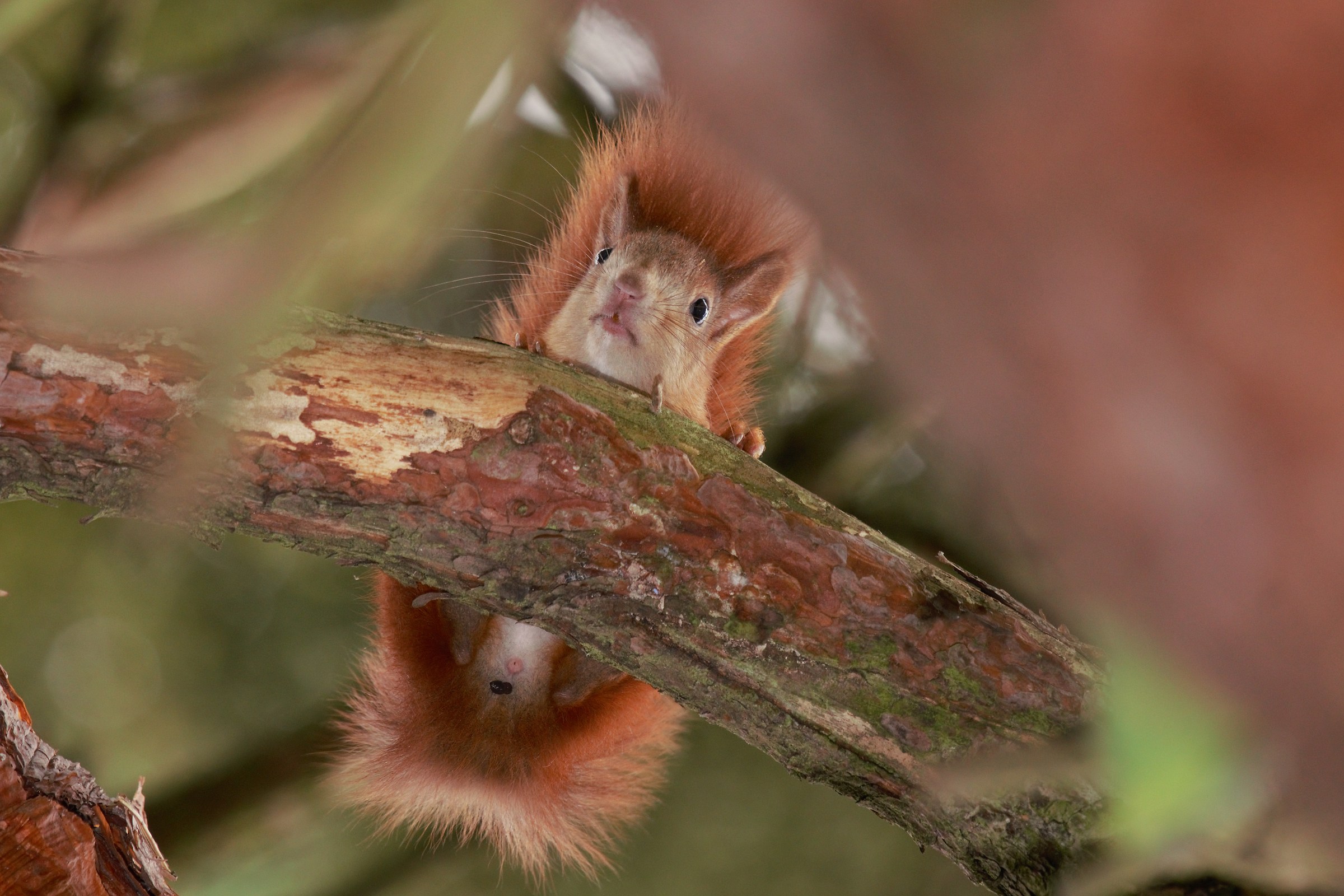 Scoiattolo rosso (Sciurus vulgaris)