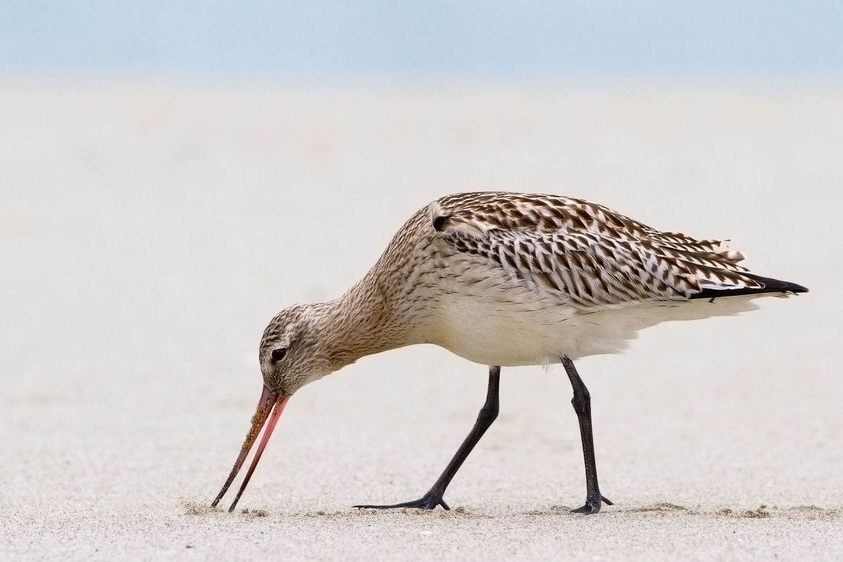Godwit Minor