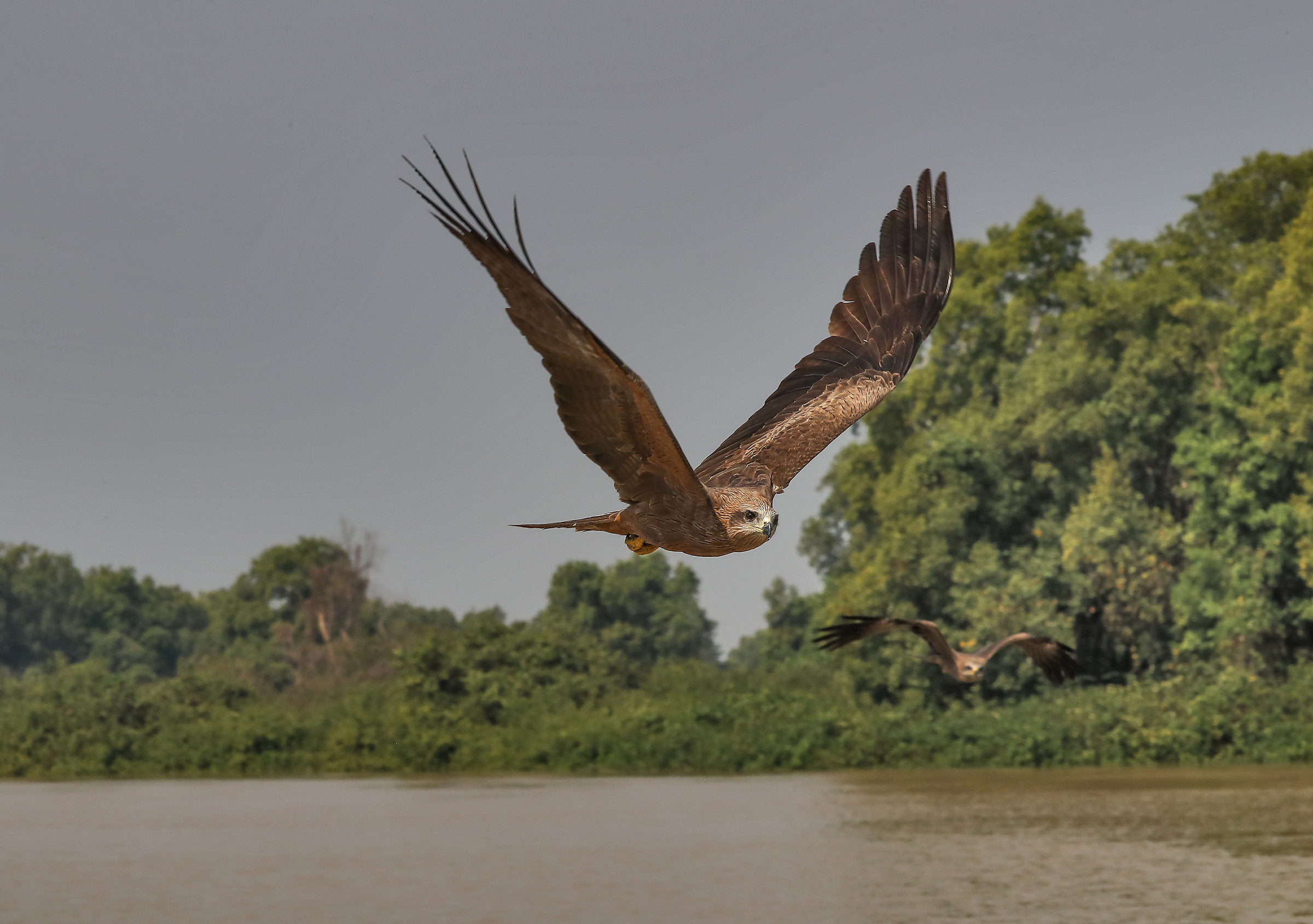Eagle in Kakadu National Park Australia