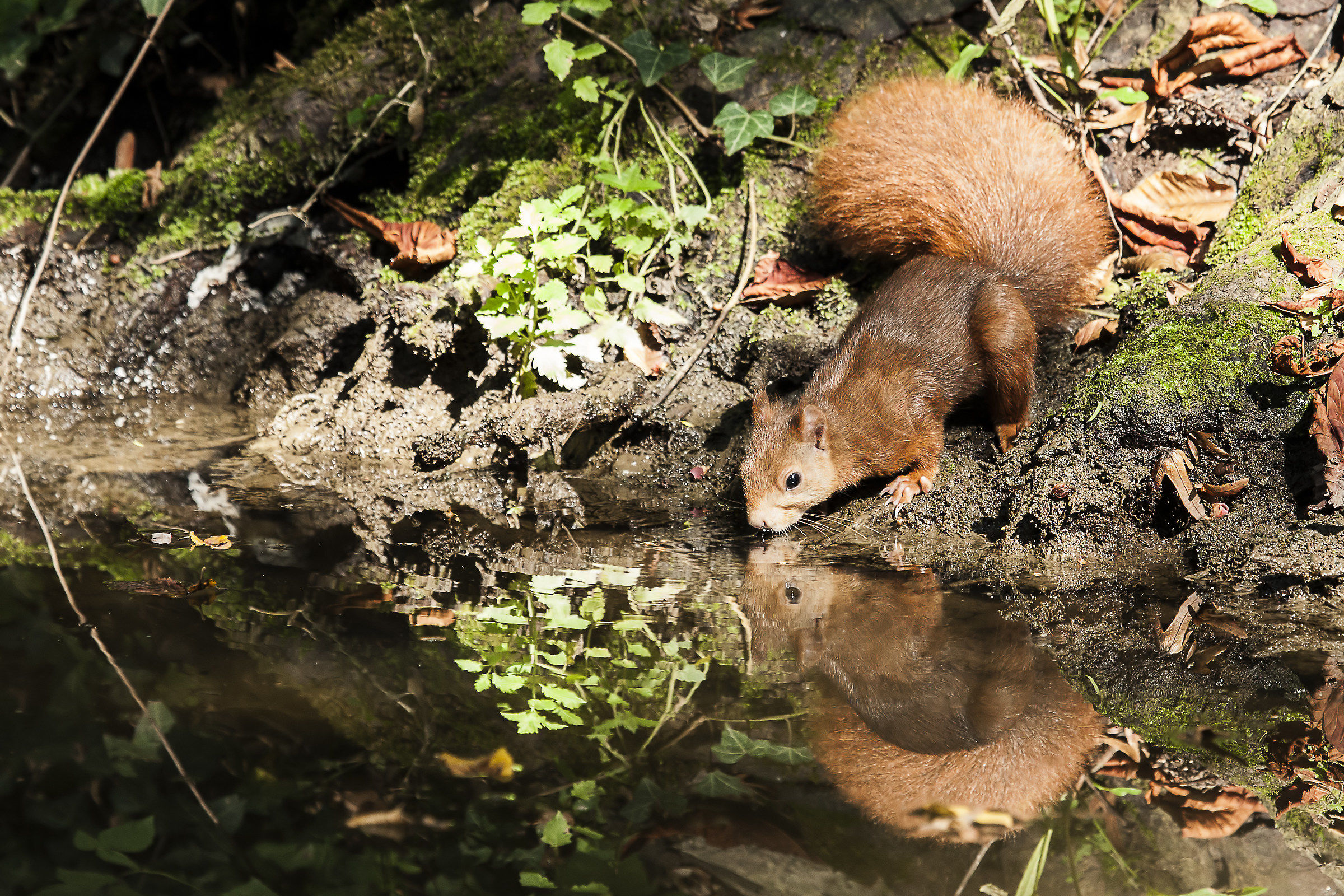 Red squirrel