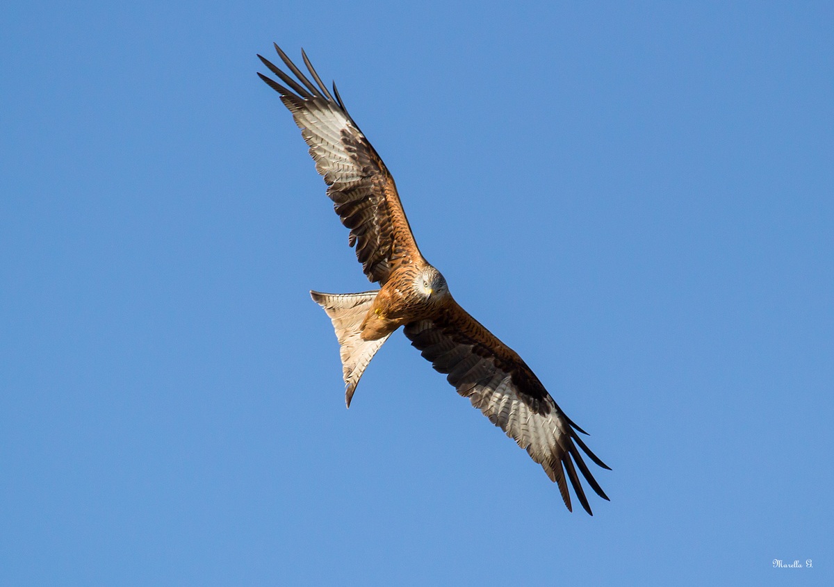 Red Kite 5