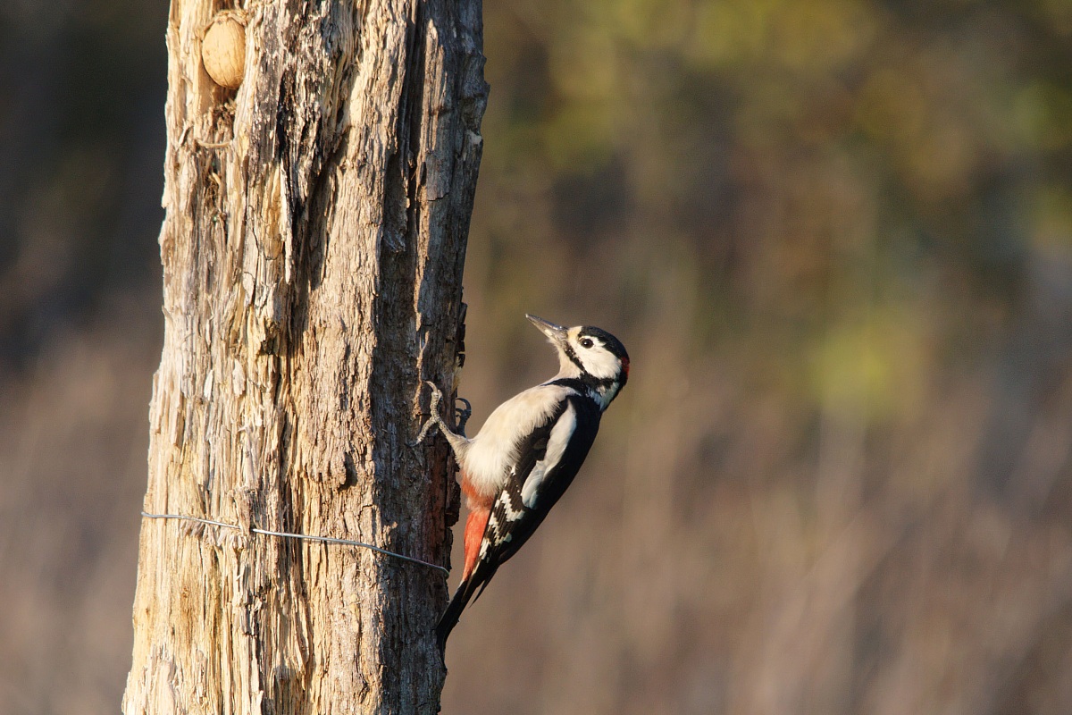 Picchio rosso magiore