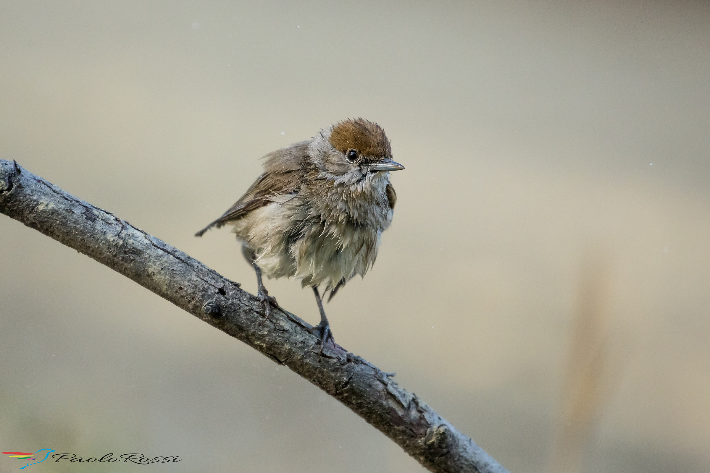 Capinera femmina dopo il bagnetto