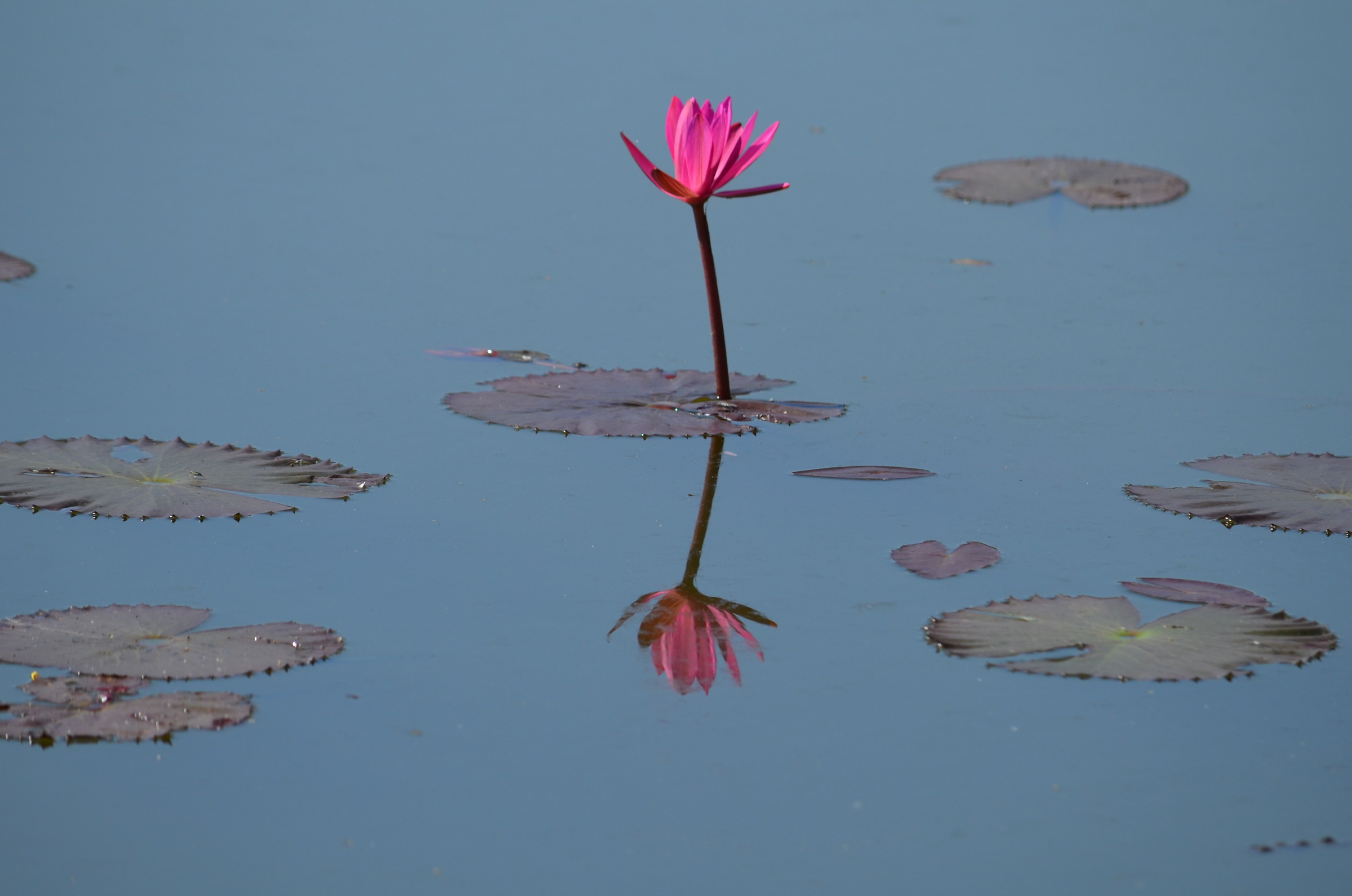 Nel fossato di Angkor Wat