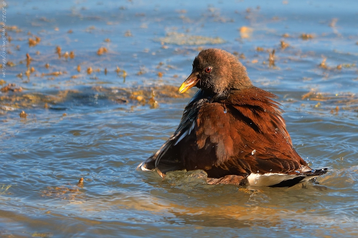 Moorhen female .....