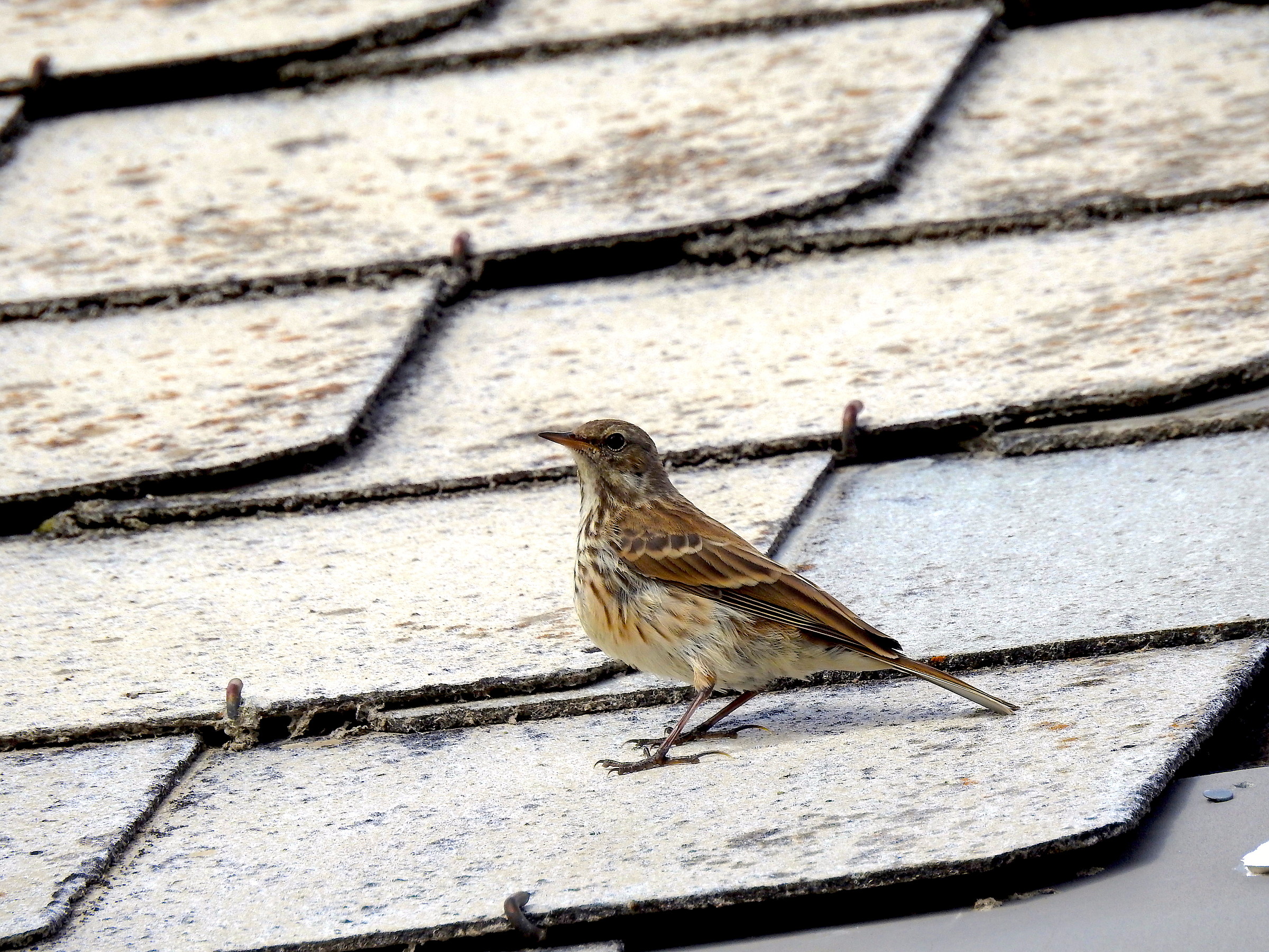 La p900 e lo spioncello